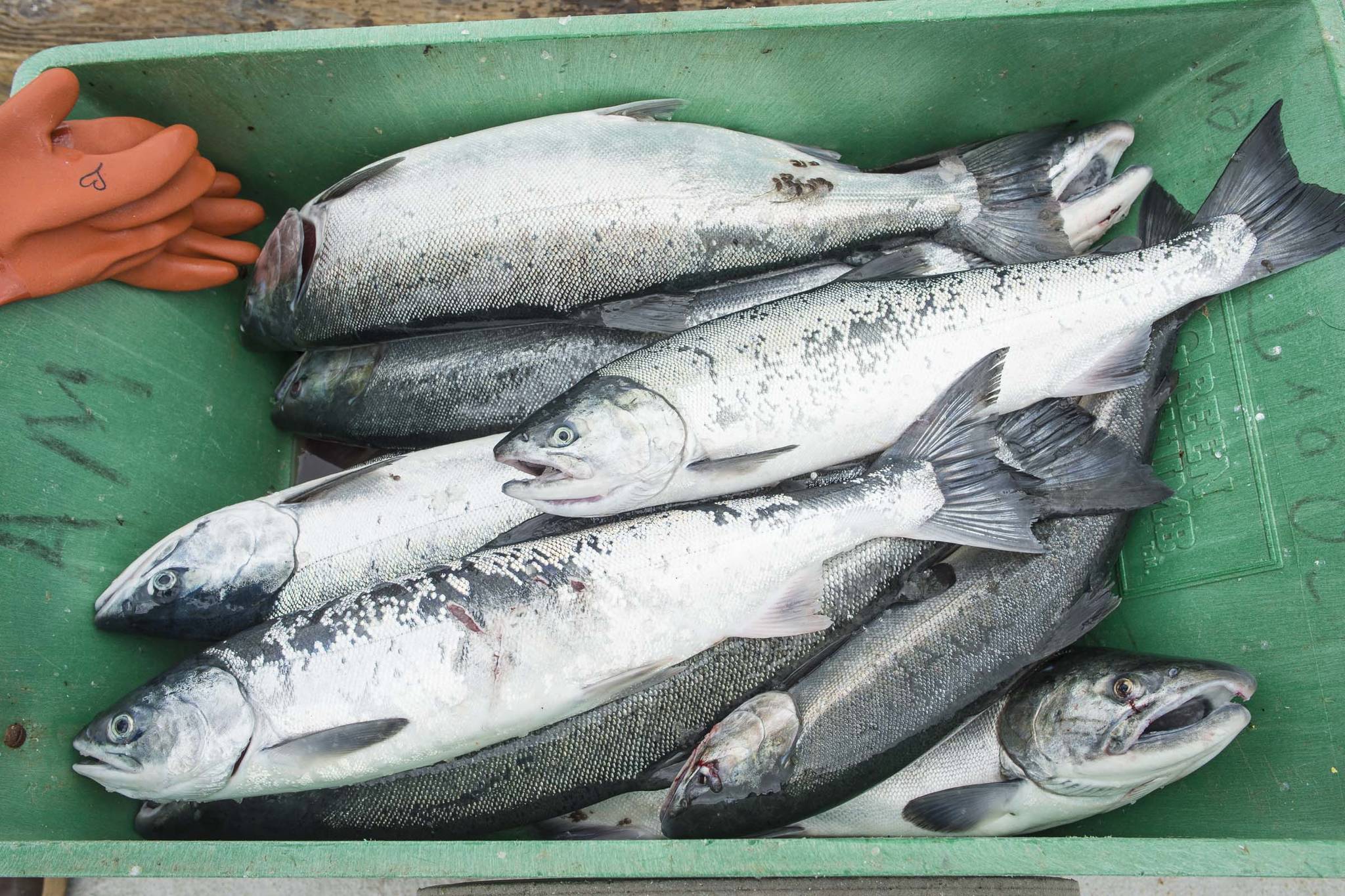 A dozen coho turned in at the Golden North Salmon Derby’s station at Amalga Harbor on Saturday, Aug. 24, 2019. (Michael Penn | Juneau Empire)
