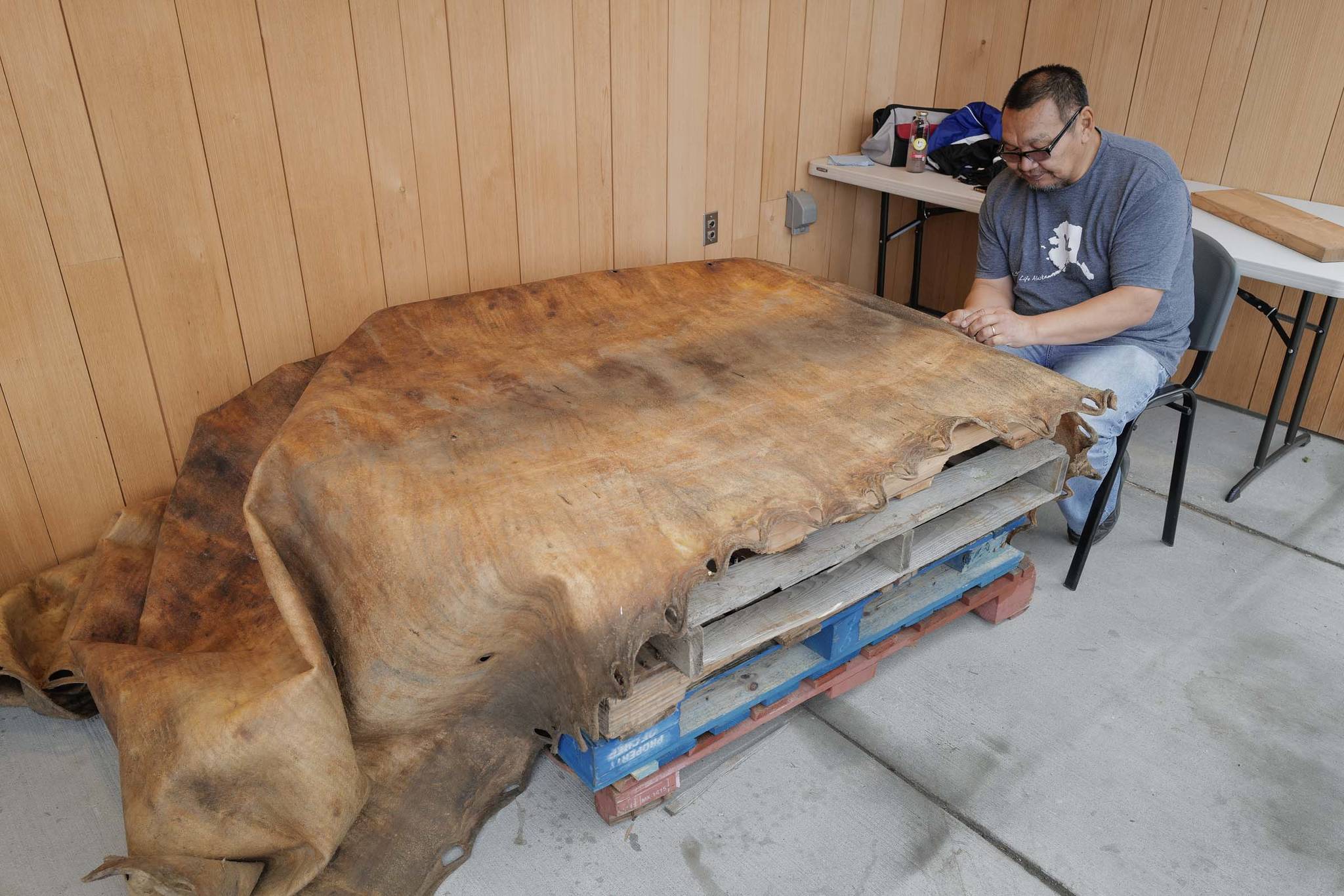 John Waghiyi Jr., artist and whaling captain, sews a walrus hide together at the Walter Soboleff Center on Tuesday, Aug. 27, 2019. The hide will be used for a blanket toss by the Sealaska Heritage Institute. Waghiyi and his wife, Arlene Annogiyuk Waghiyi, from Savoonga, are currently the artists-in-residence at SHI. the Waghiyis will demonstrate dances from their region from noon-1 pm, Wednesday, Aug. 28, for the public at SHI. (Michael Penn | Juneau Empire)