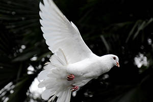 Opinion: Politics is not war