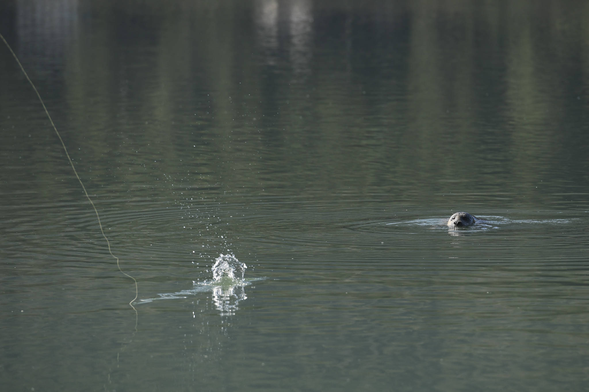A seal watches a fishing lure hit the water as eight-graders from Dzantak’i Heeni Middle School fish for salmon at the Wayside Park on Channel Drive on Friday, Aug. 30, 2019. (Michael Penn | Juneau Empire)