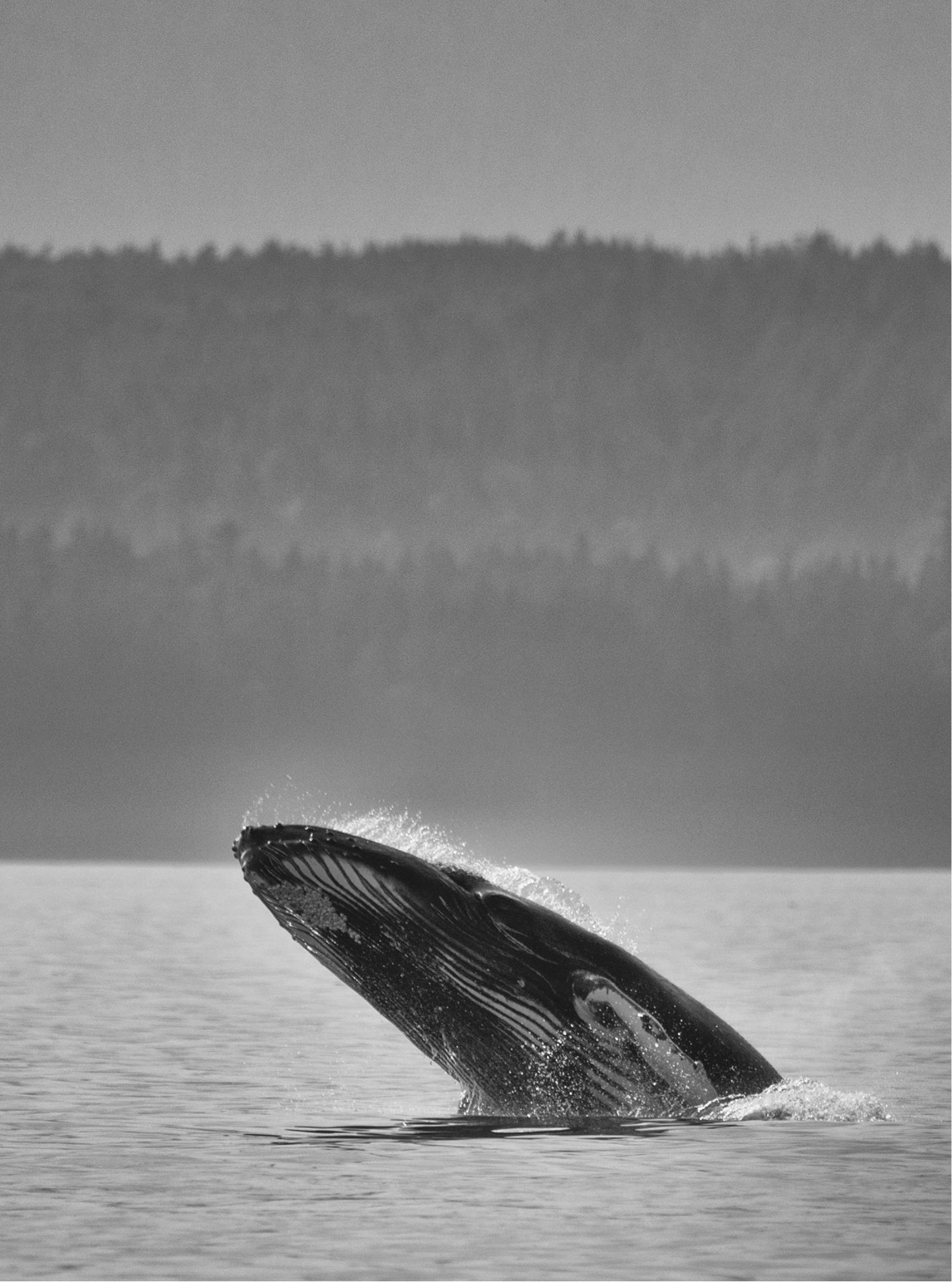 A young humpback whale breaches a quarter-mile from shore off Point Louisa, just outside of Auke Bay, on Saturday, Aug. 31, 2019. (Courtesy Photo | Ken Gill)