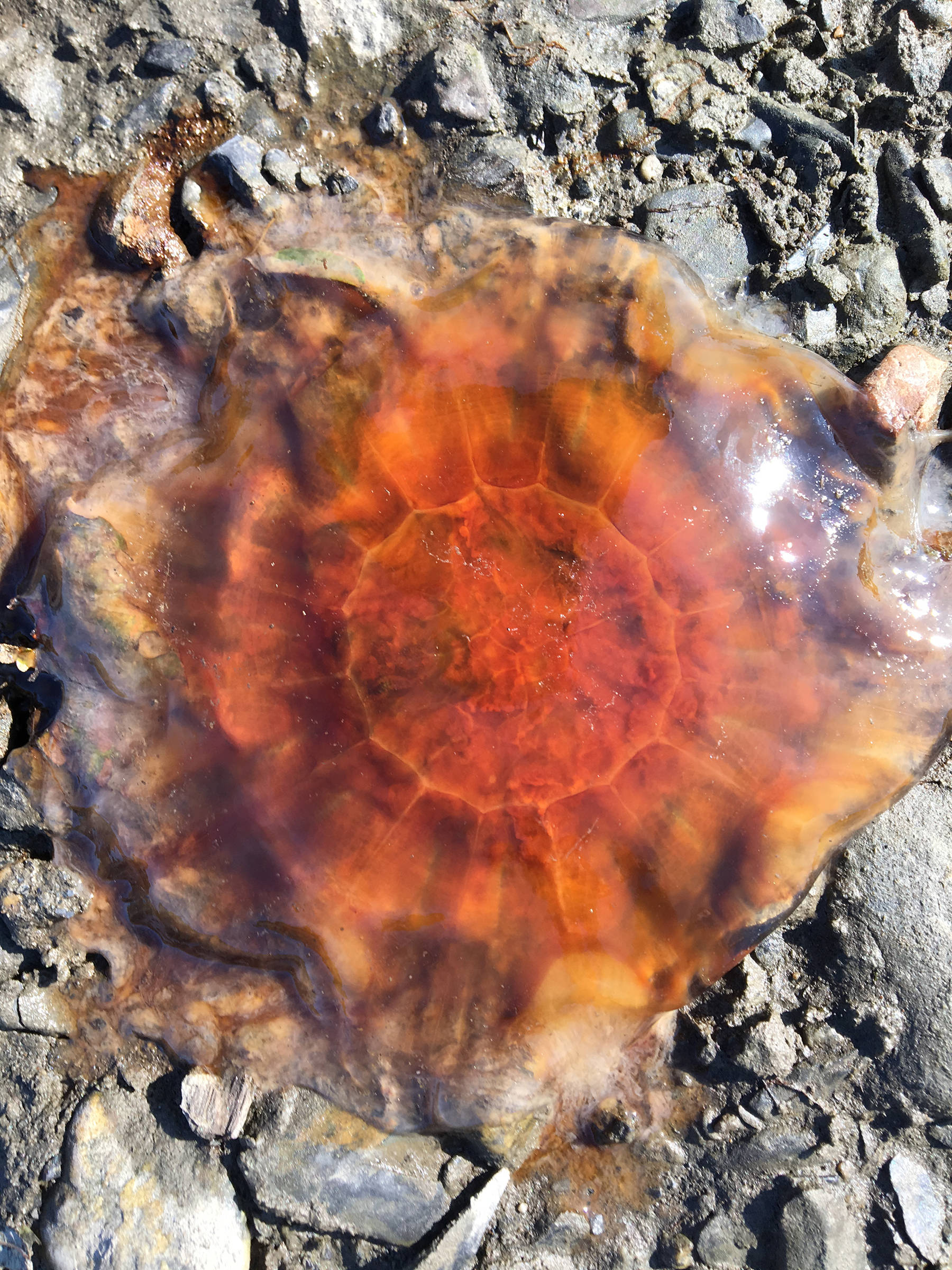 A colorful jellyfish sticks to the rocks at low tide along Cowee Creek on Aug. 30, 2019. (Courtesy Photo | Denise Carroll)