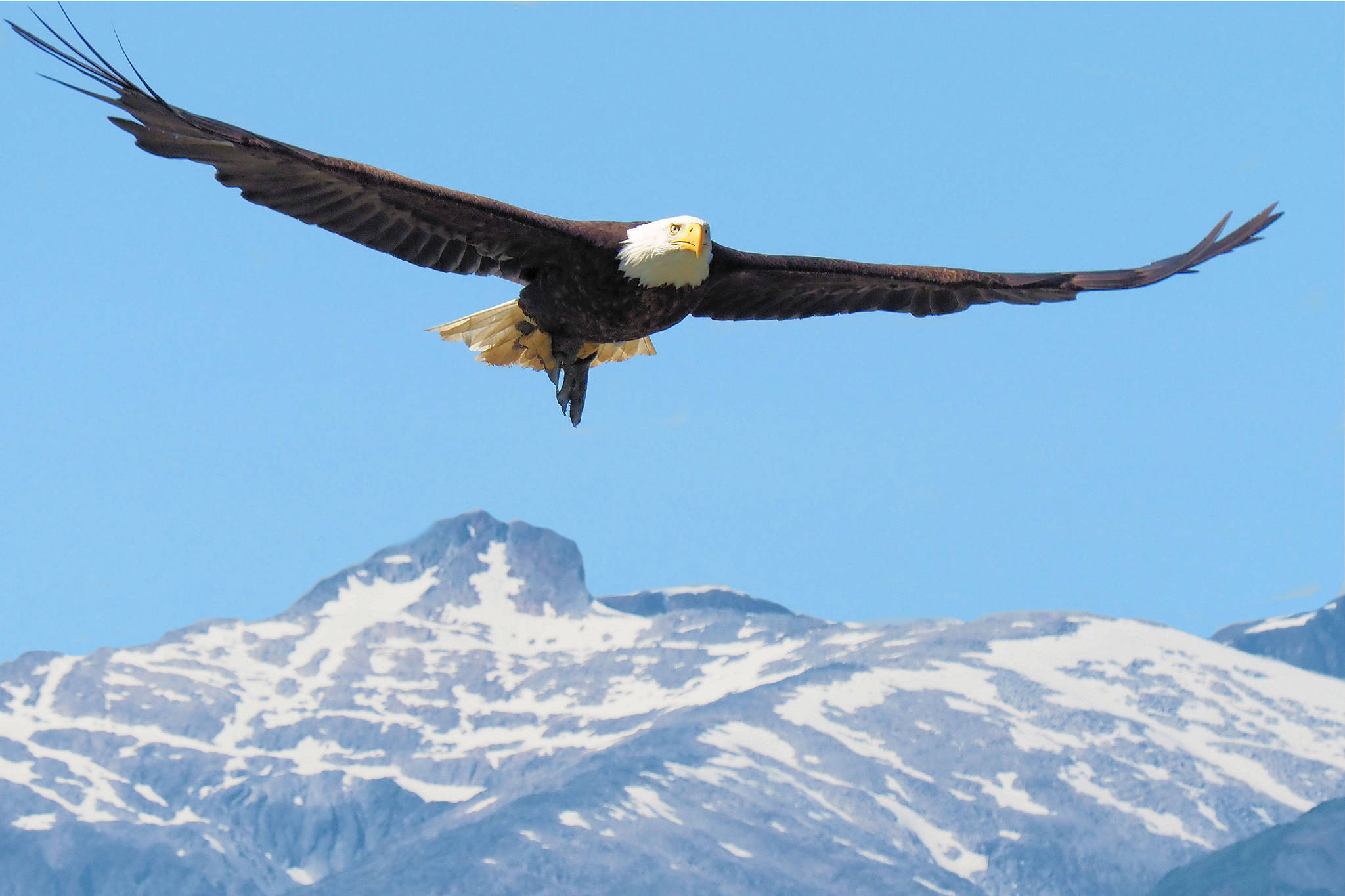 A bald eagle flies over Eagle Beach north of Juneau last summer. (Courtesy Photo | Charles Baxter)
