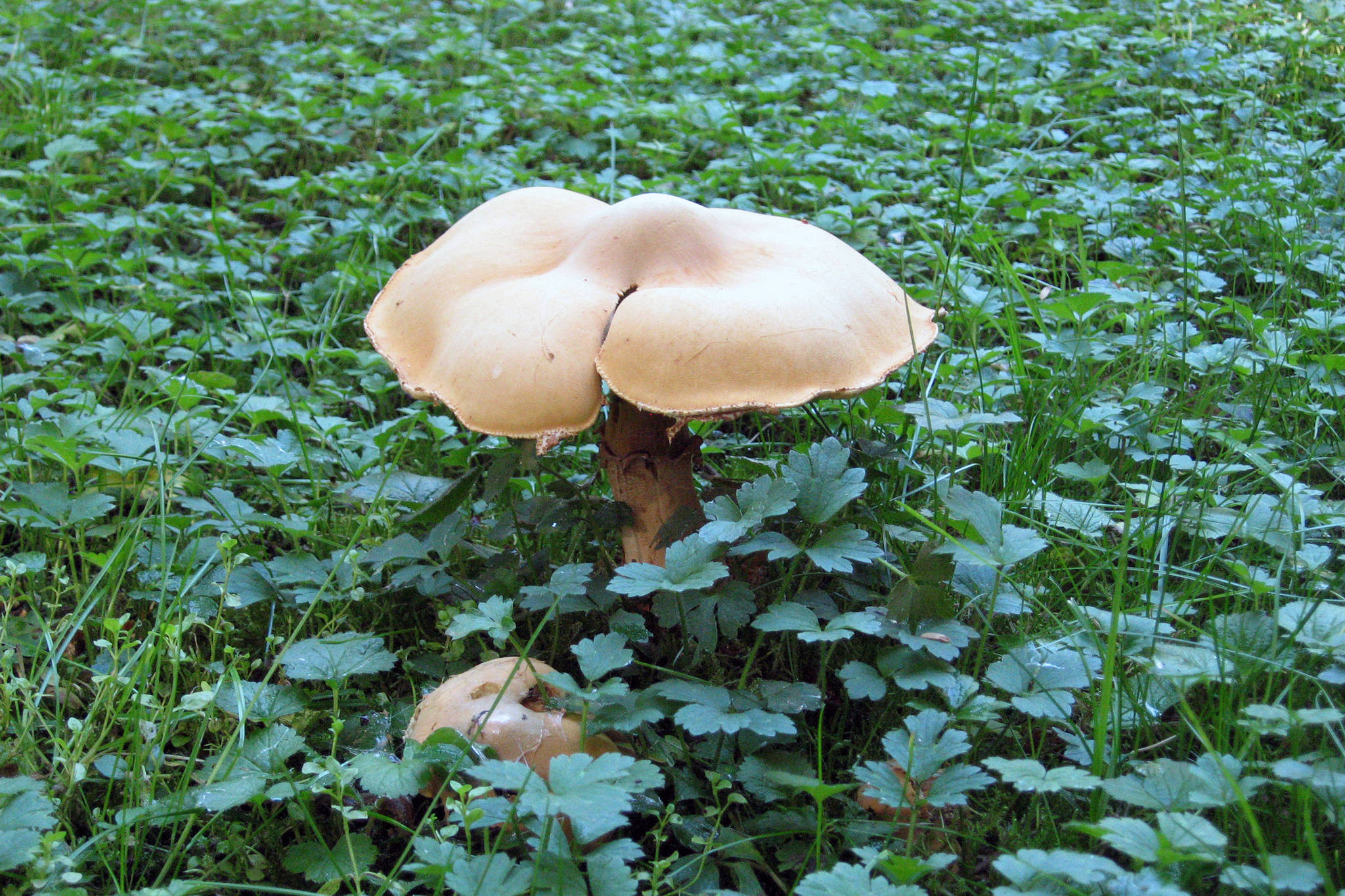 A mushroom grows in backyard off Back Loop Road, Sept. 8, 2019. (Courtesy photo | Vicki Kerr)