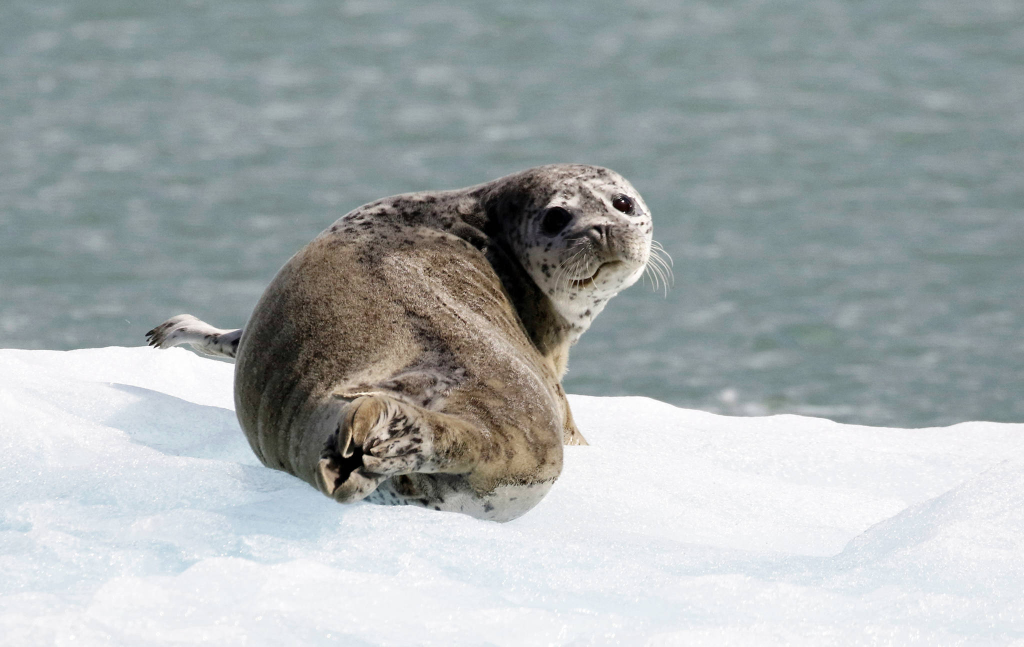 A seal peers backward in Tracy Arm. (Courtesy photo | Linda Shaw)