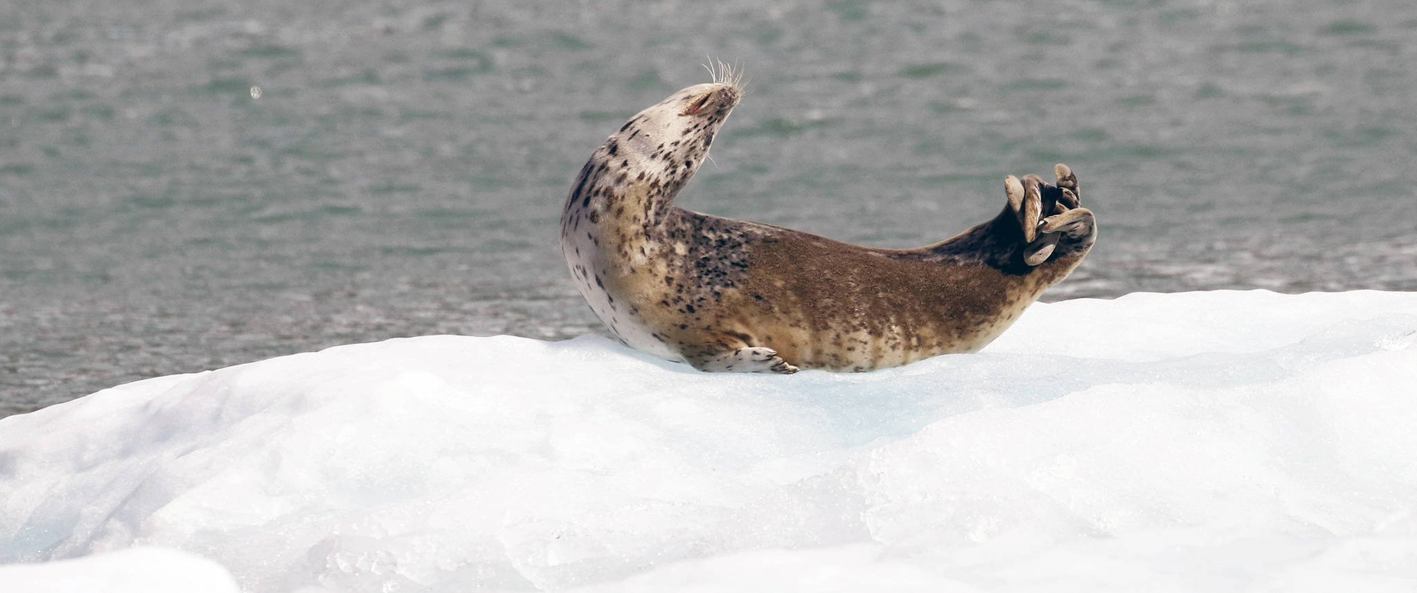 A seal stretches in Tracy Arm. (Courtesy photo | Linda Shaw)