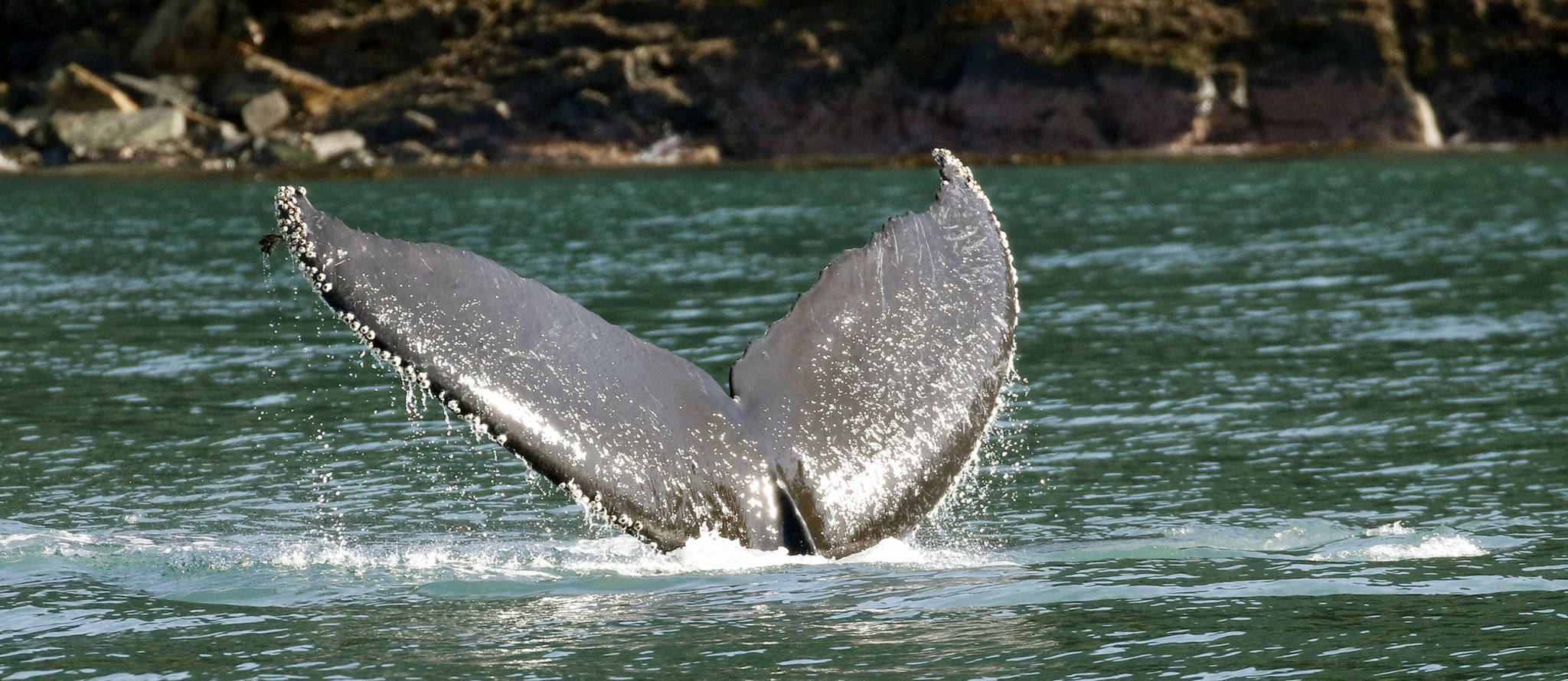 A whale dives on the way to Tracy Arm. (Courtesy photo | Linda Shaw)