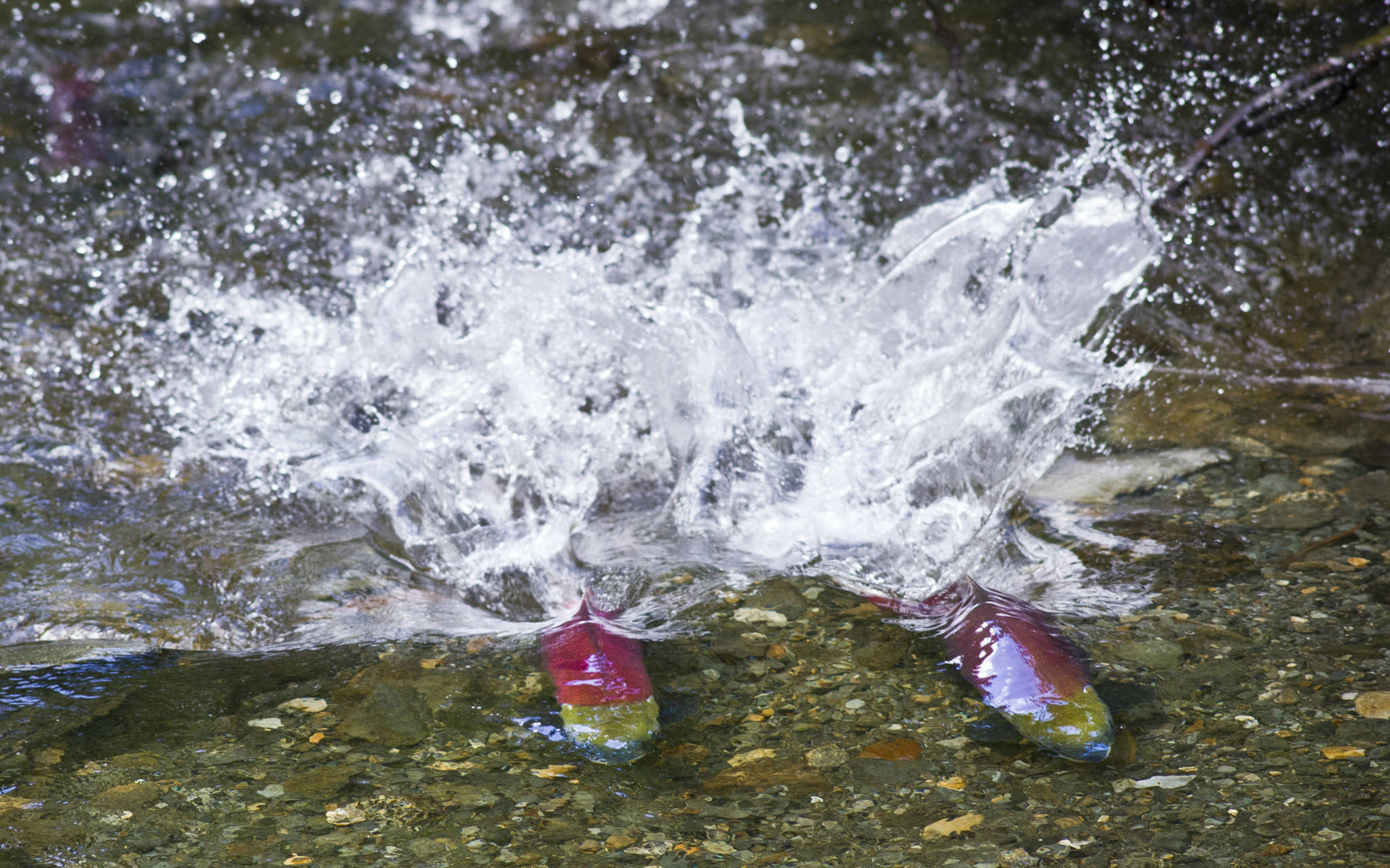 Two male sockeye salmon battle for territory in Steep Creek near the Mendenhall Glacier Visitor Center. (Michael Penn | Juneau Empire File)