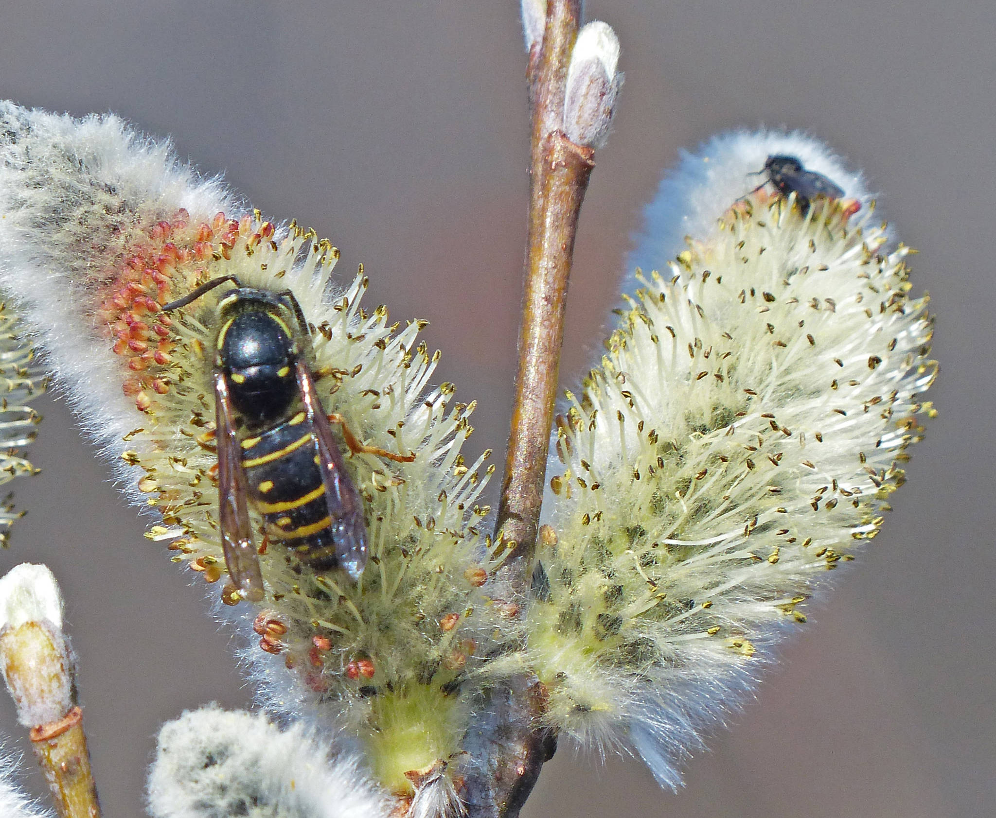A yellow jacket clings on to a willow catkin. (Courtesy Photo | Bob Armstrong)