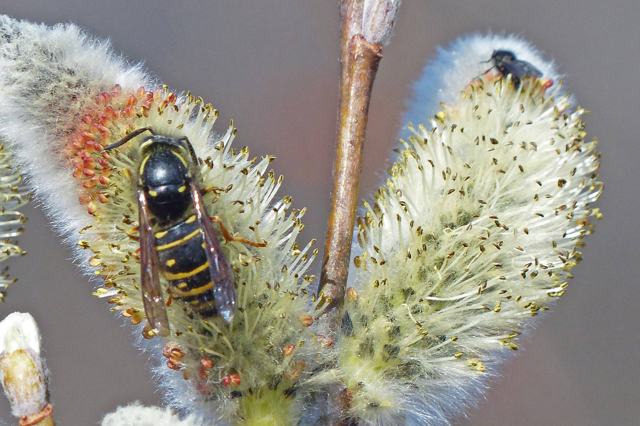 Wasp, yellowjacket, hornet: Do you know the difference?
