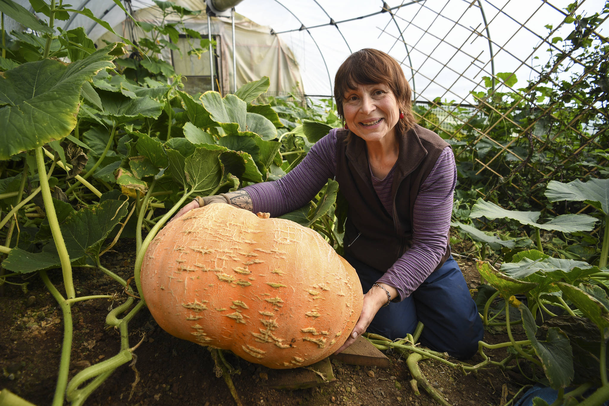 Brenda Krauss poses with her 84-pound “Dill’s Atlantic Giant” pumpkin in her Juneau greenhouse on Wednesday, Sept. 11, 2019. Krauss started with four plants, and the vines of three took over her greenhouse. After cutting the pumpkin off the vine on Wednesday, Krauss drove the pumpkin to Alaska Marine Lines to have it weighed on a certified scale. <ins>Watch the video below.</ins> (Michael Penn | Juneau Empire)