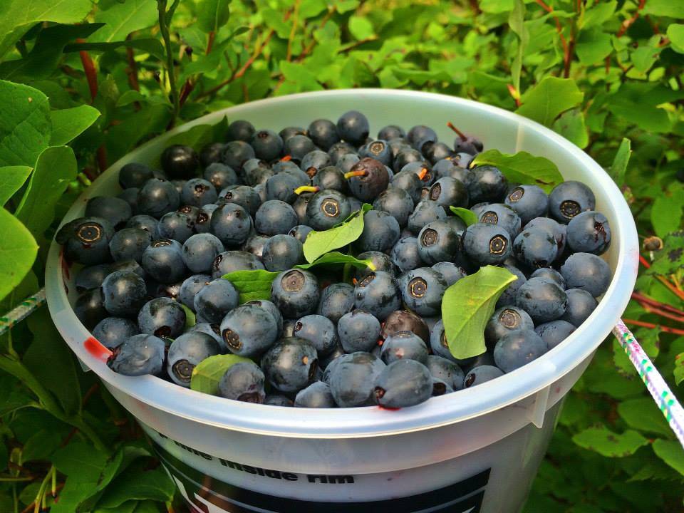 There are many uses for a bucket load of blueberries. (Vivian Faith Prescott | For the Capital City Weekly)