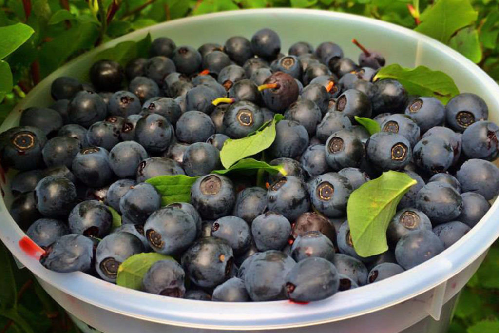 Blueberries The Berry Best Juneau Empire