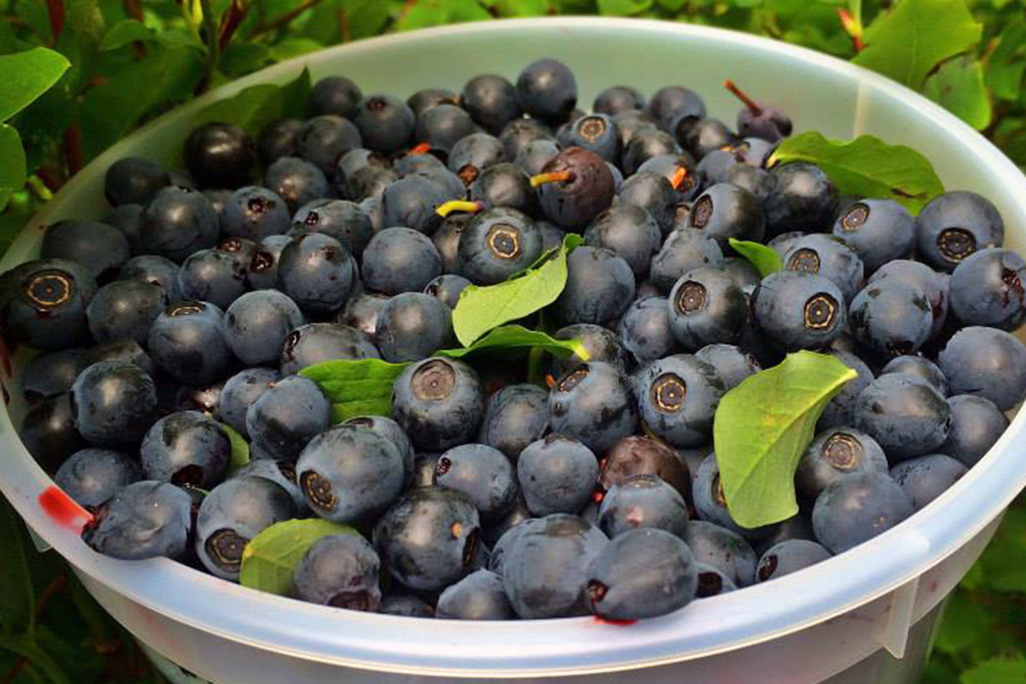 There are many uses for a bucket load of blueberries. (Vivian Faith Prescott | For the Capital City Weekly)