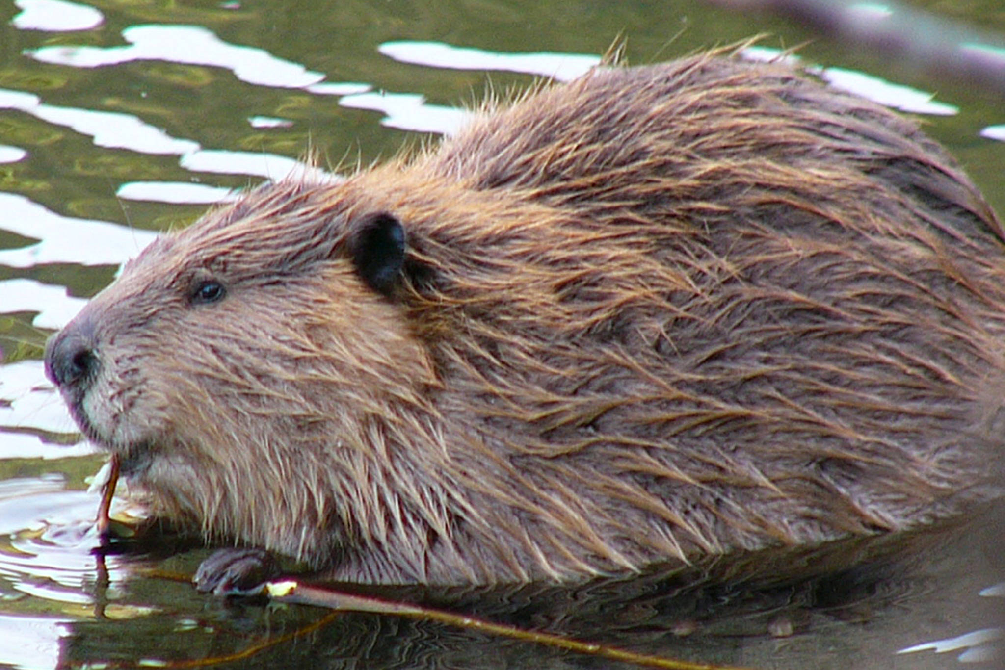 Beavers like this one were once captured in Cordova and released in Kodiak, to establish a population there. (Courtesy Photo | Frank Zmuda)