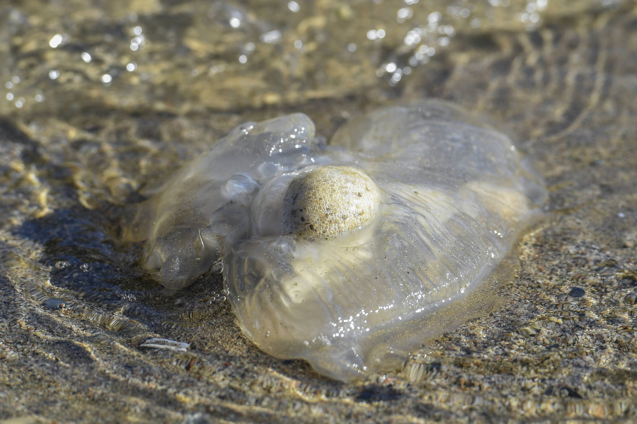 A jellyfish washes in with high tide at Sandy Beach on Friday, Sept. 27, 2019. (Michael Penn | Juneau Empire)