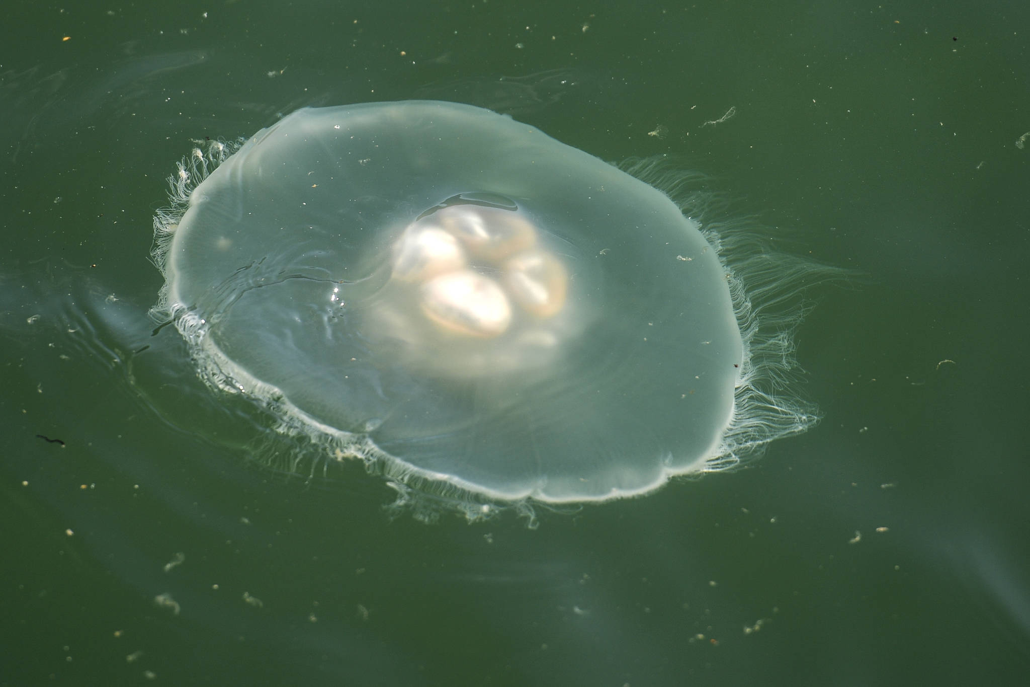 A moon jellyfish swims in Gastineau Channel on Thursday, Sept. 5, 2019. (Michael Penn | Juneau Empire)