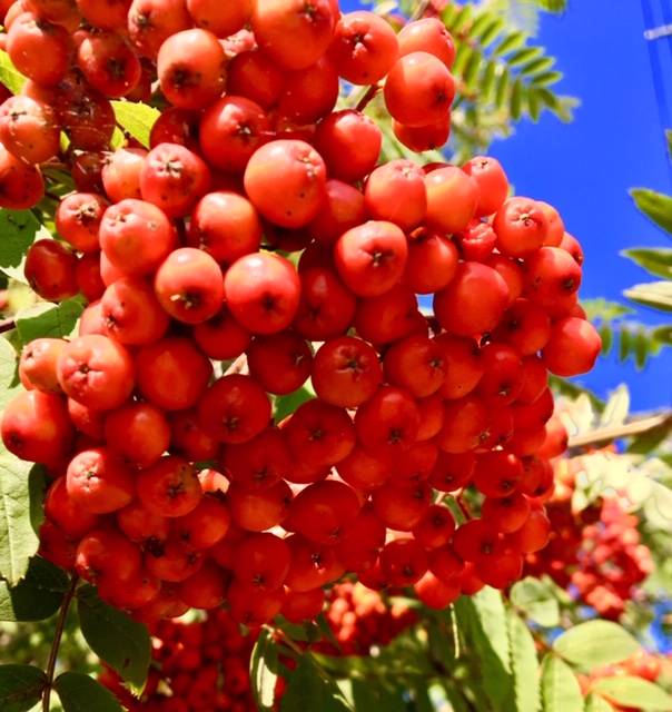 Sun-ripened mountain ash berries glow in downtown sunshine on Aug. 8, 2019. (Courtesy Photo | Denise Carroll)