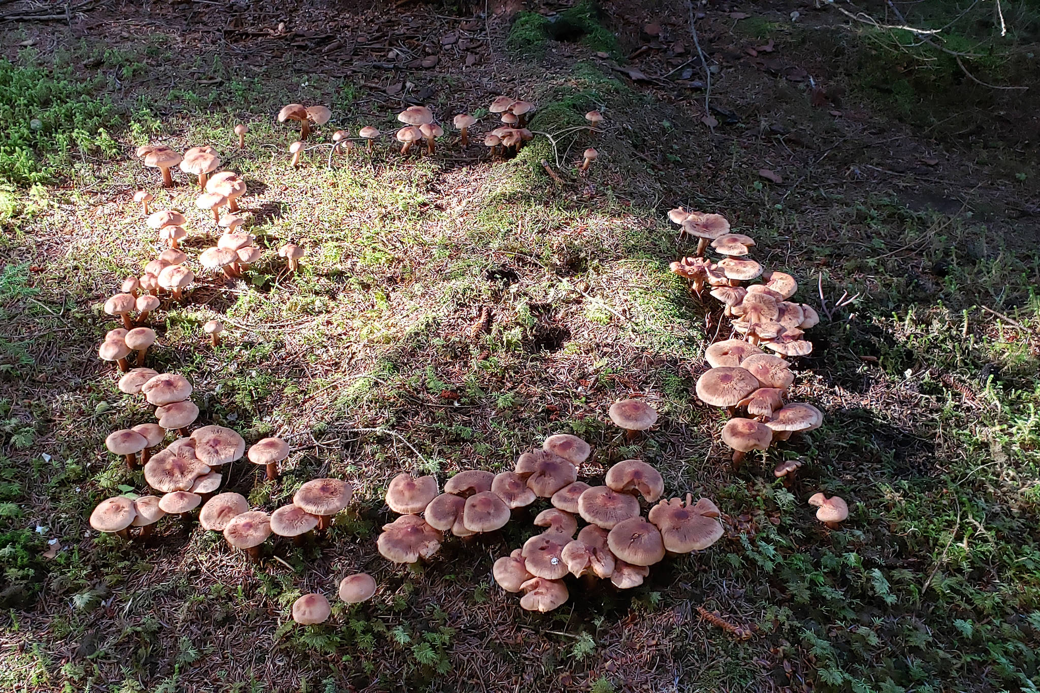 A fairy ring of Tricholoma mushrooms is pictured in the shade. (Courtesy Photo | Pam Bergeson)