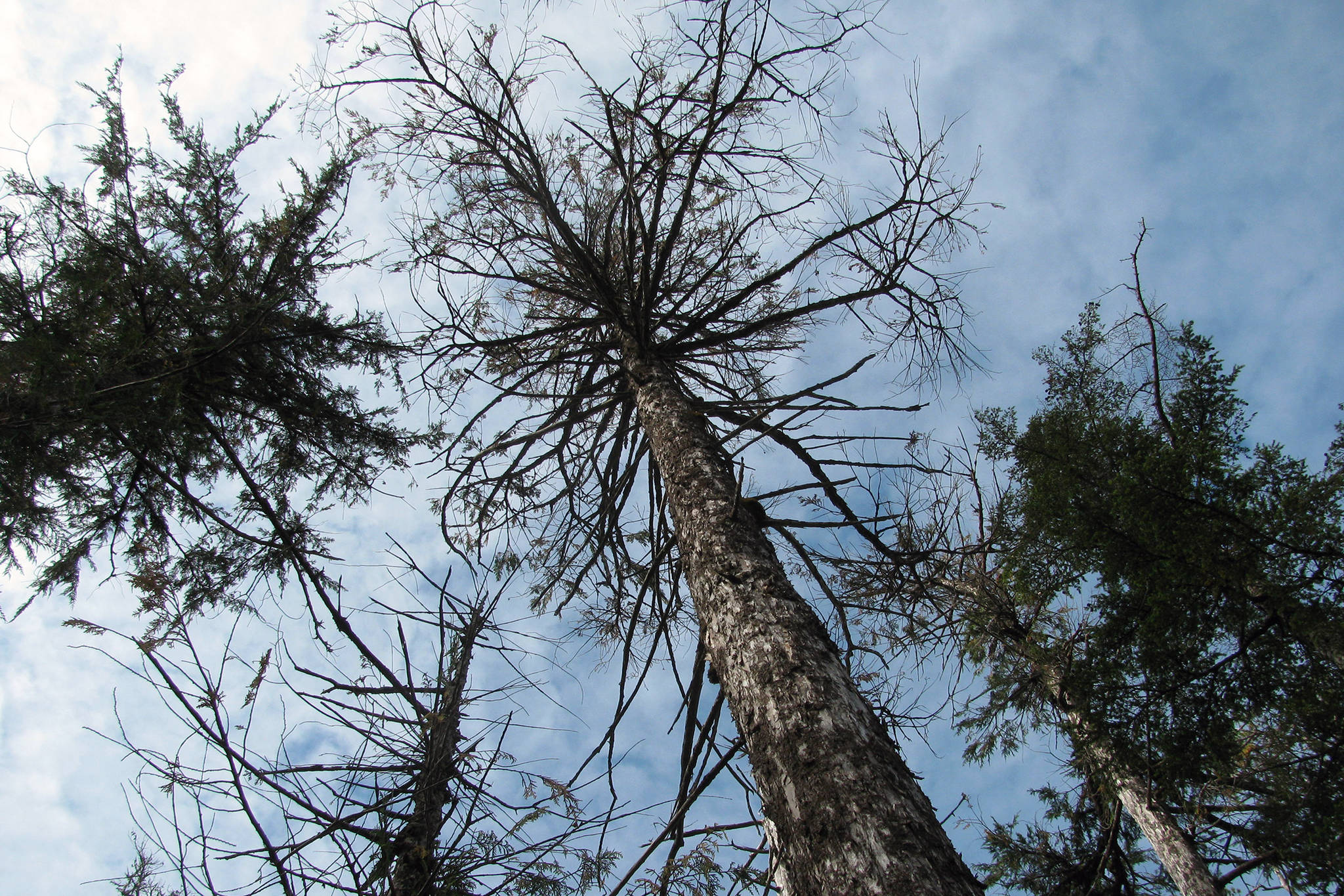 Dead and dying yellow-cedars, Peril Strait, Chichagof Island. (Courtesy photo Robin Mulvey | U.S. Forest Service)