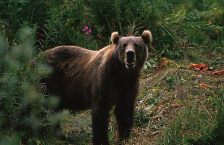 A Kodiak brown bear, not involved in the mauling. (Courtesy photo | U.S. Fish and Wildlife Service)