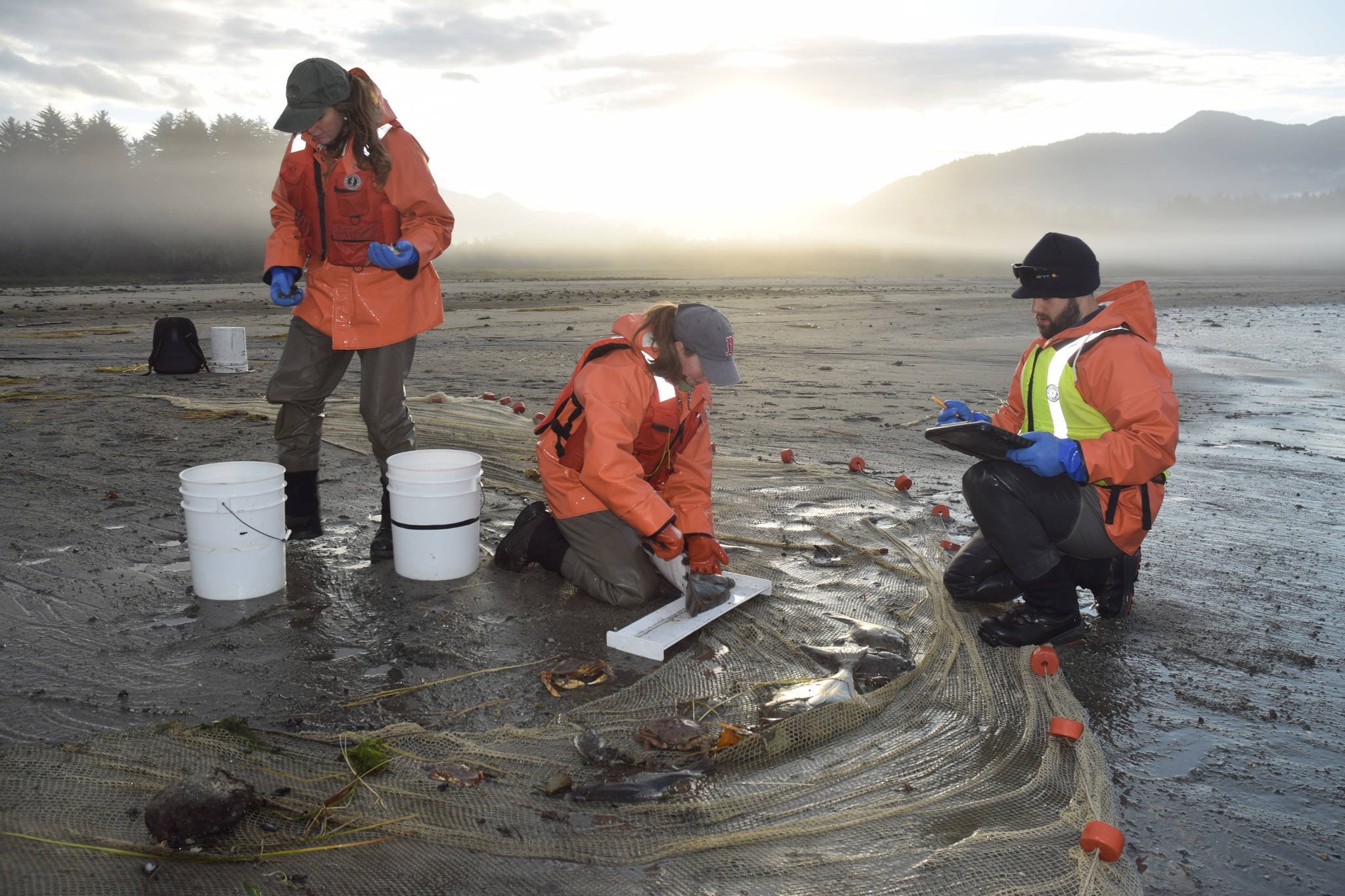 UAS and UAF researchers Nina Lundstrom, left, Anne Beadreau, middle, and Doug Duncan sort through marine life caught in a beach seine on August 2017, near Fish Creek. (Kevin Gullufsen | Juneau Empire File)