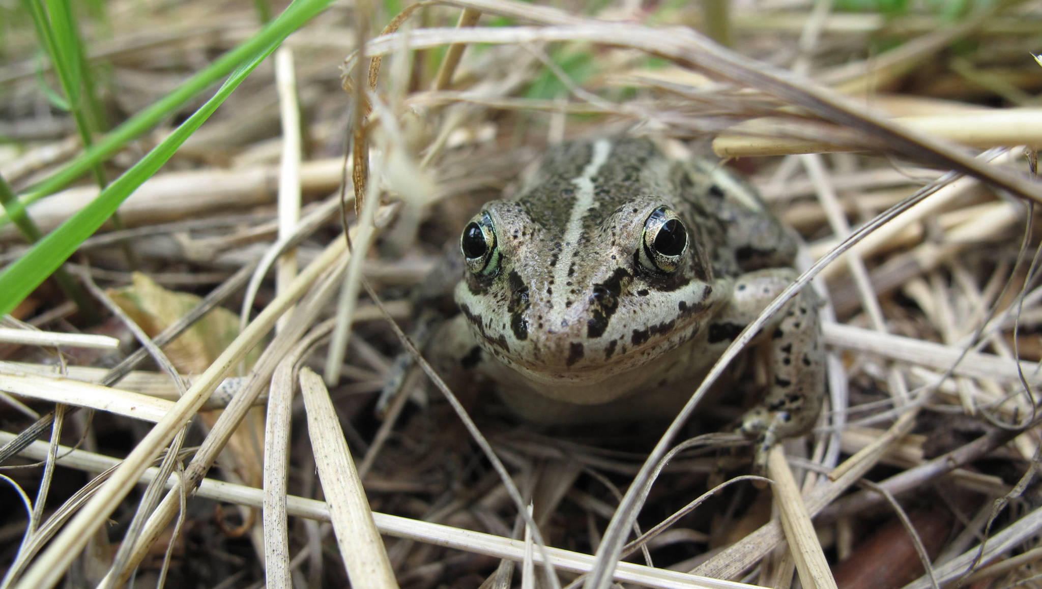 A wood frog, now freezing in a bog near you. (Courtesy Photo | Ned Rozell)