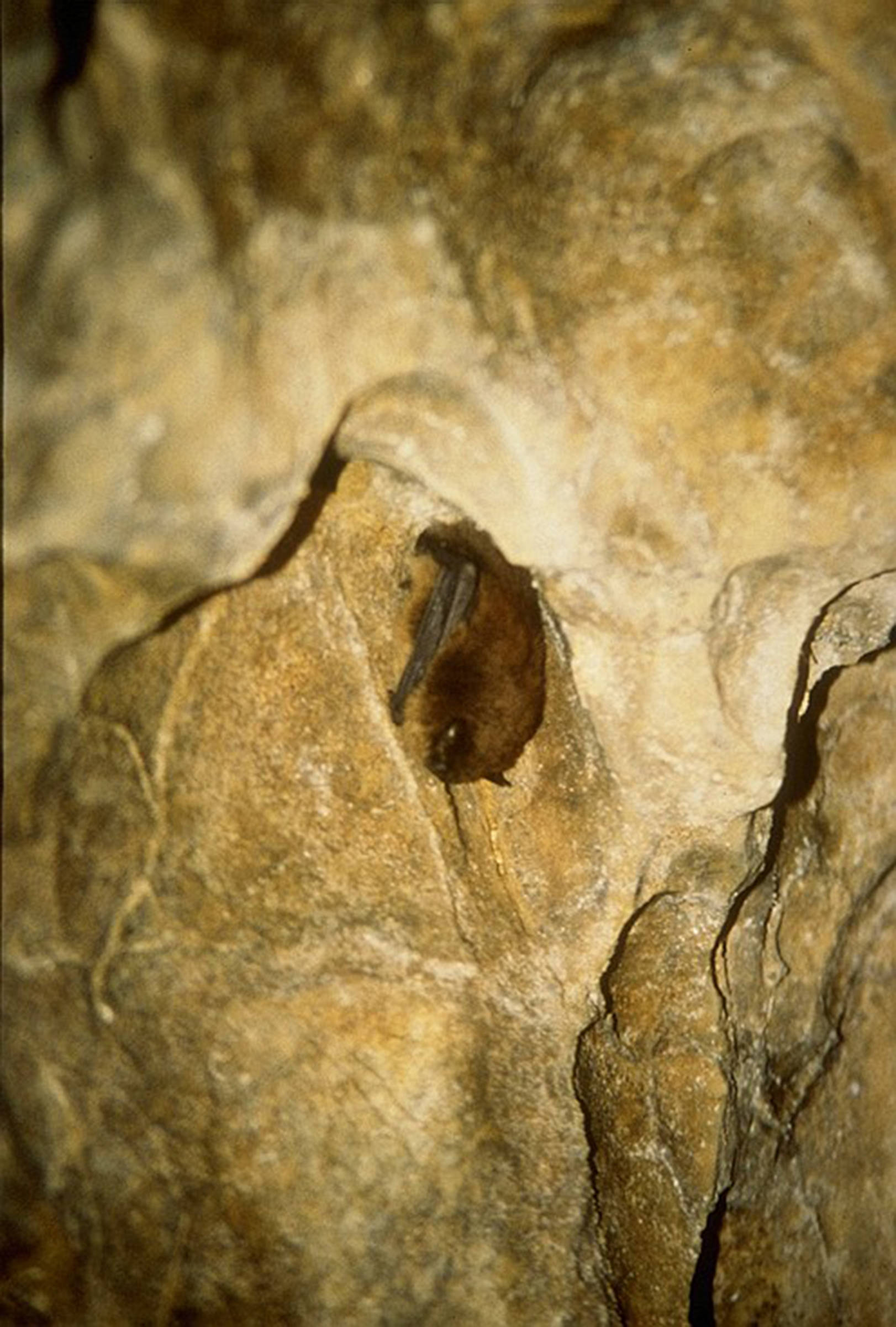 A bat in the Genus Myotis sits in a cave on Prince of Wales Island. (Courtesy Photo | Jim Baichtal)