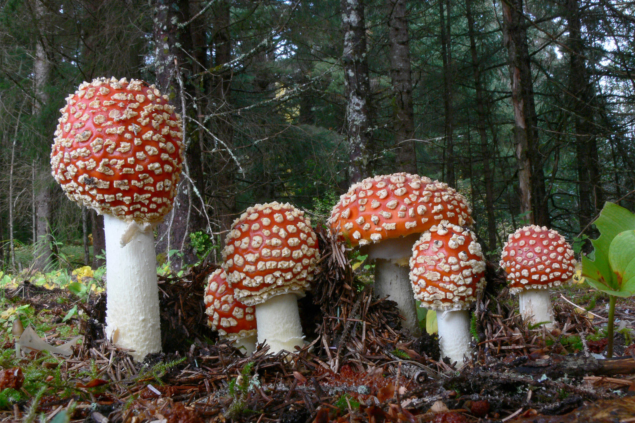 A ground-level look at Amanita mushrooms. (Courtesy Photo | Bob Armstrong)