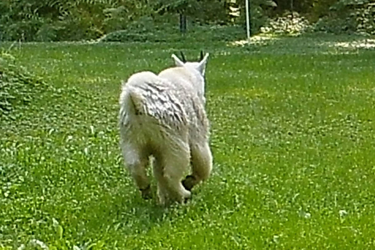 Mountain goat makes backyard appearance