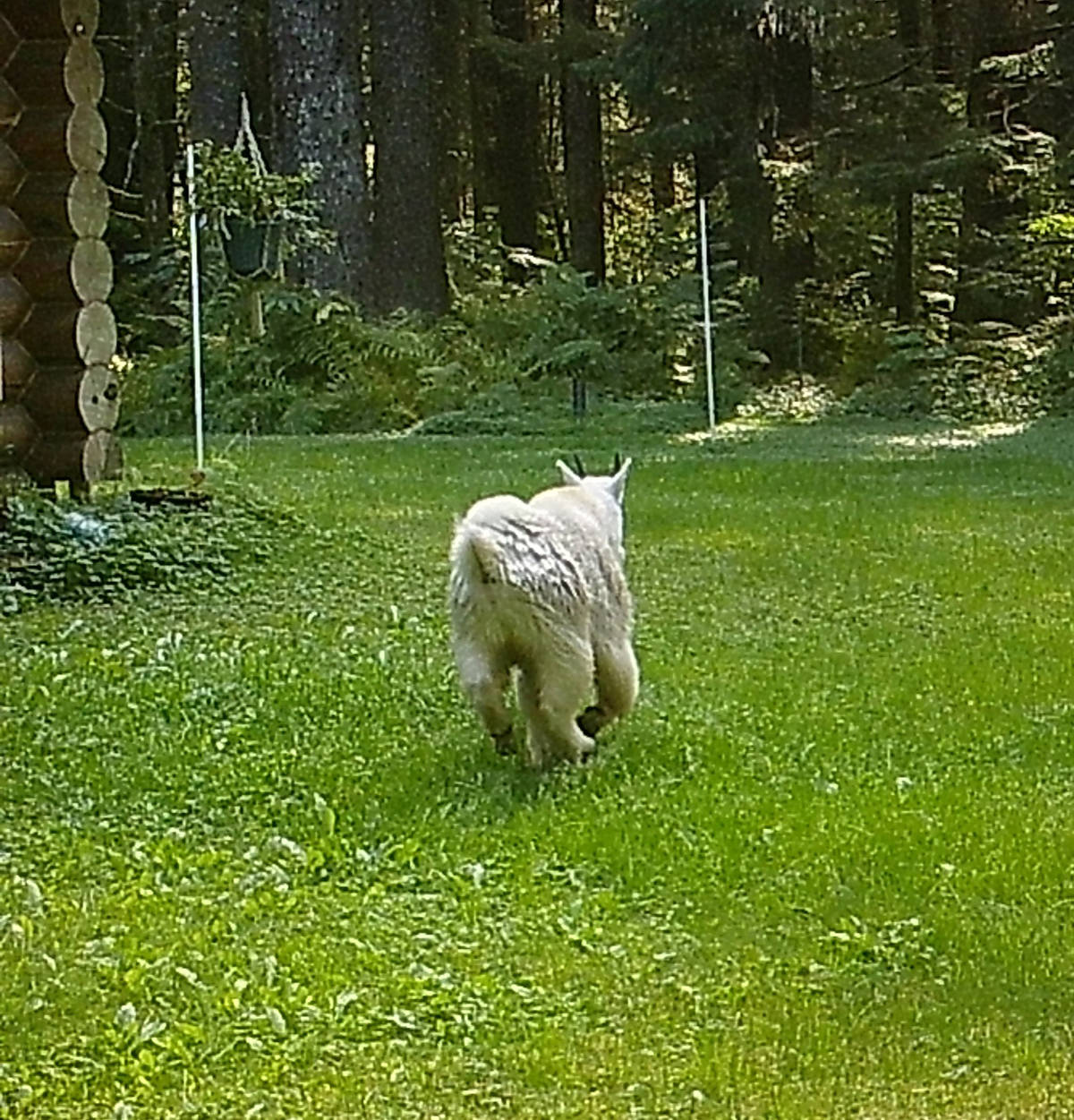 A mountain goat runs through the backyard of Vicki Kerr’s home off Back Loop Road during the second week of September. (Courtesy Photo | Vicki Kerr)