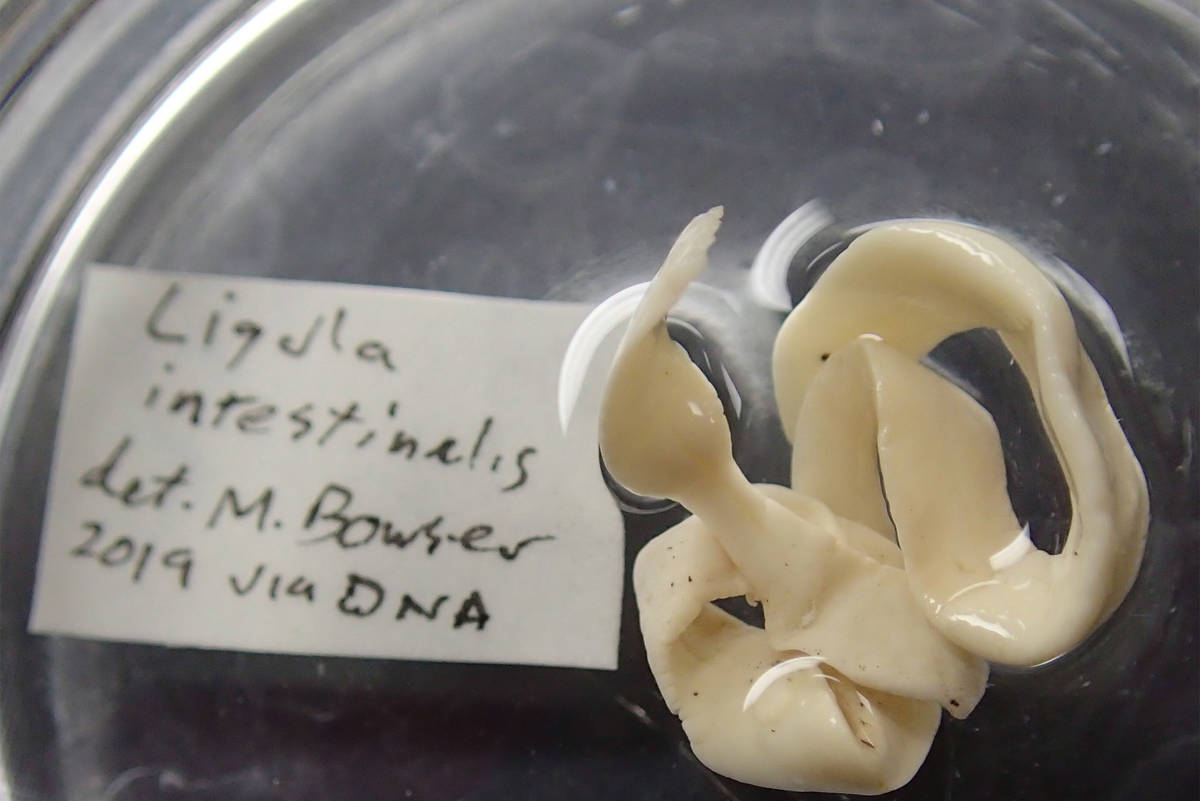 One of a seldom-found species of fish tapeworm, Ligula intestinalis, found by Cynthia Pflughoeft and now at the UA Museum of the North. (Courtesy Photo | Ned Rozell)