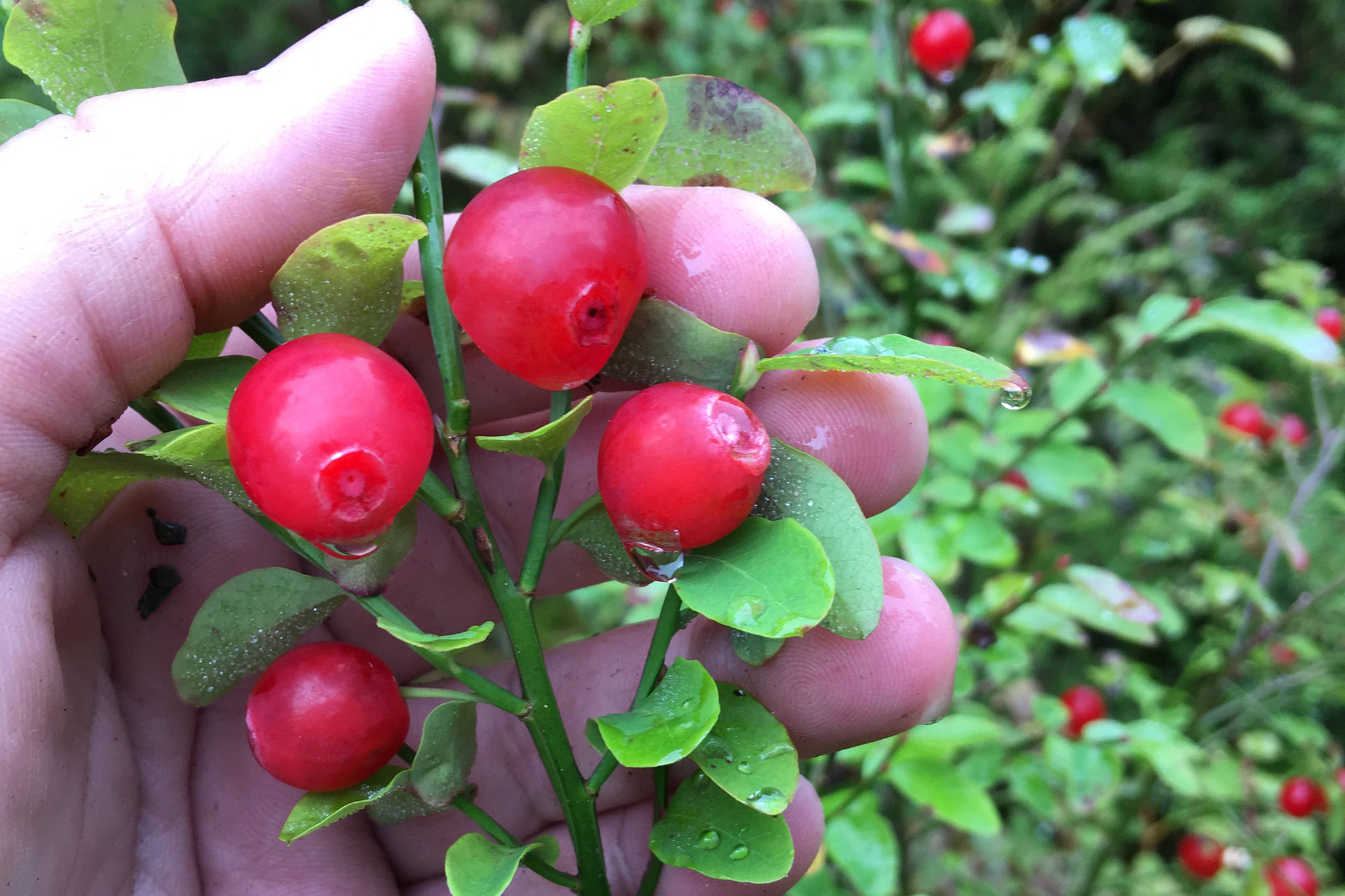 Vivian Faith Prescott shows how thick red huckleberries can get on a branch. (Vivian Faith Prescott | For the Juneau Empire)