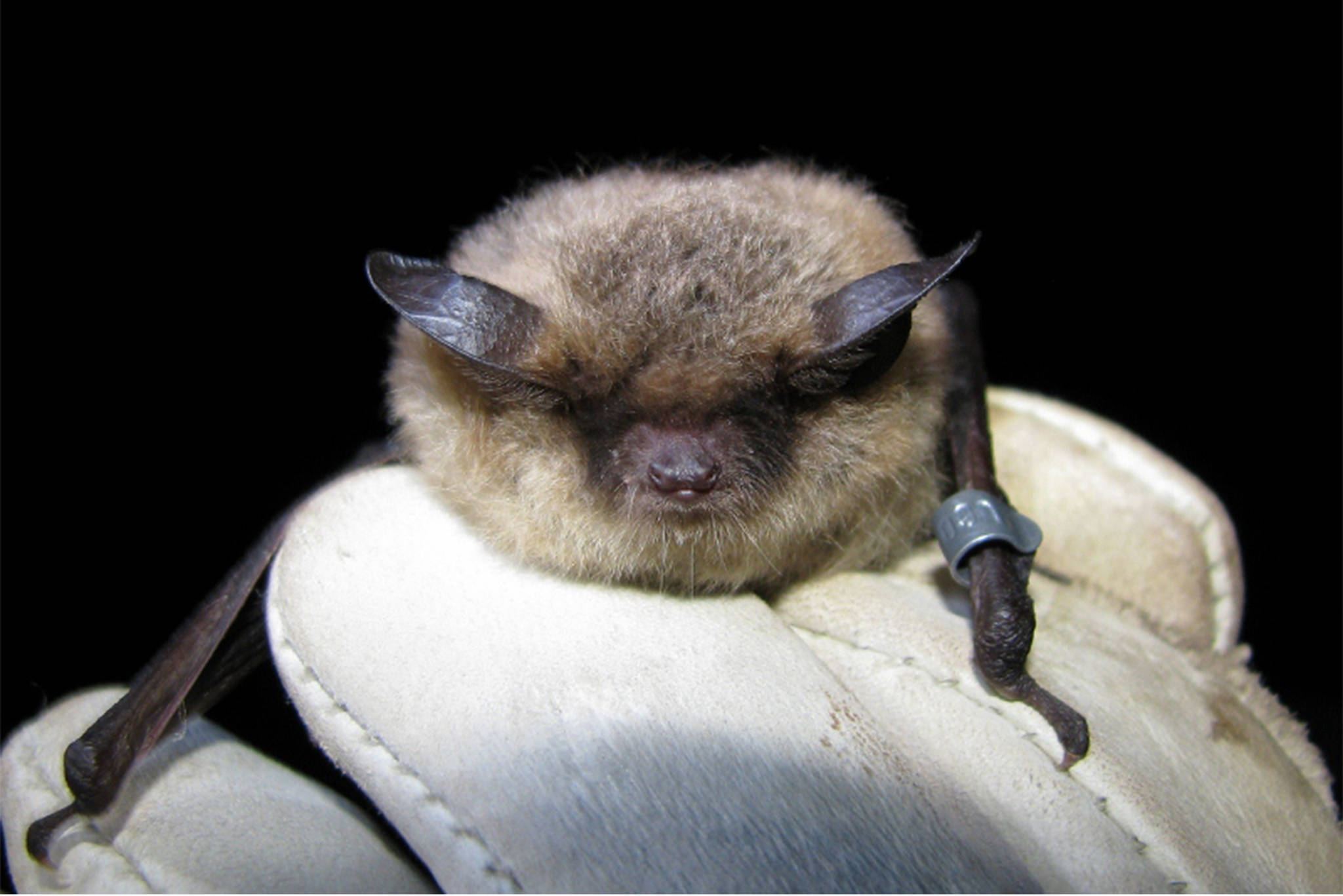 A little brown bat photographed by biologist Jesika Reimer. (Courtesy Photo | Jesika Reimer)