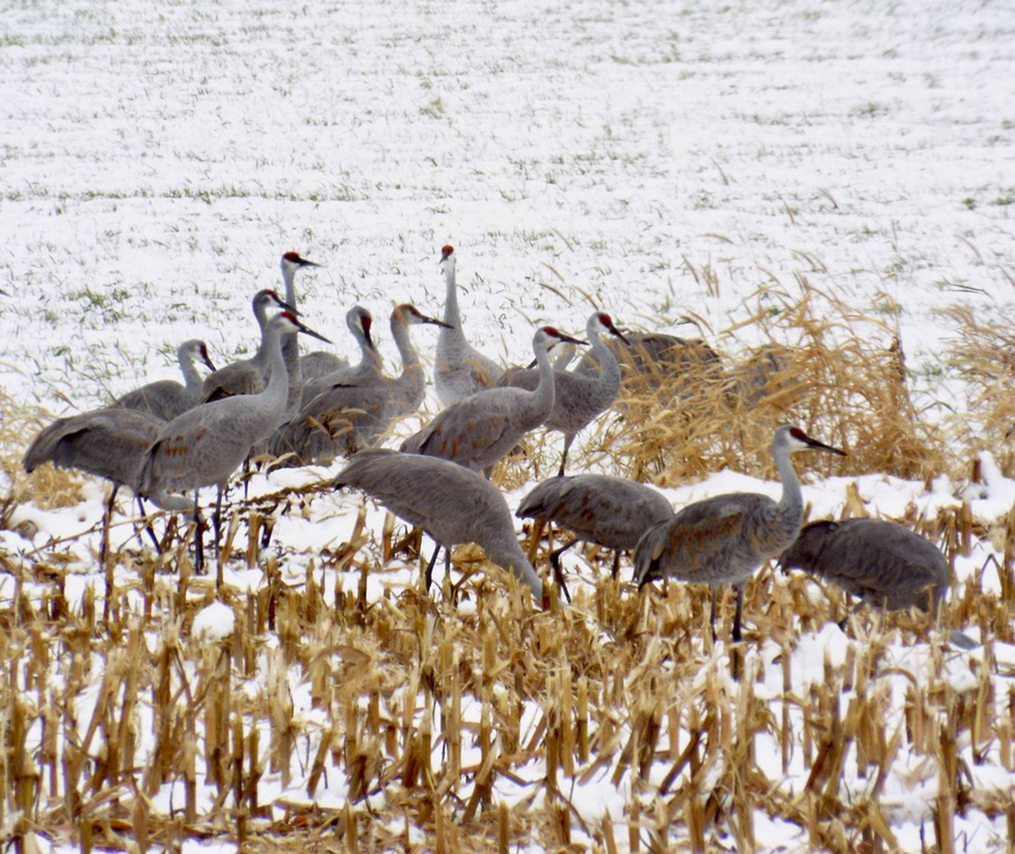 Sandhill cranes on migration stopover in corn stubble in Wisconsin. (Courtesy Photo | Steve Willson)
