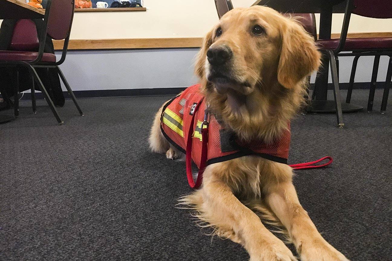 Tango is a search dog with SEADOGS, an all-volunteer K-9 rescue team that assists with missing persons cases. Both two-legged and four-legged SEADOGS members were at the Moose Lodge Monday, Nov. 4, 2019. (Michael S. Lockett | Juneau Empire)