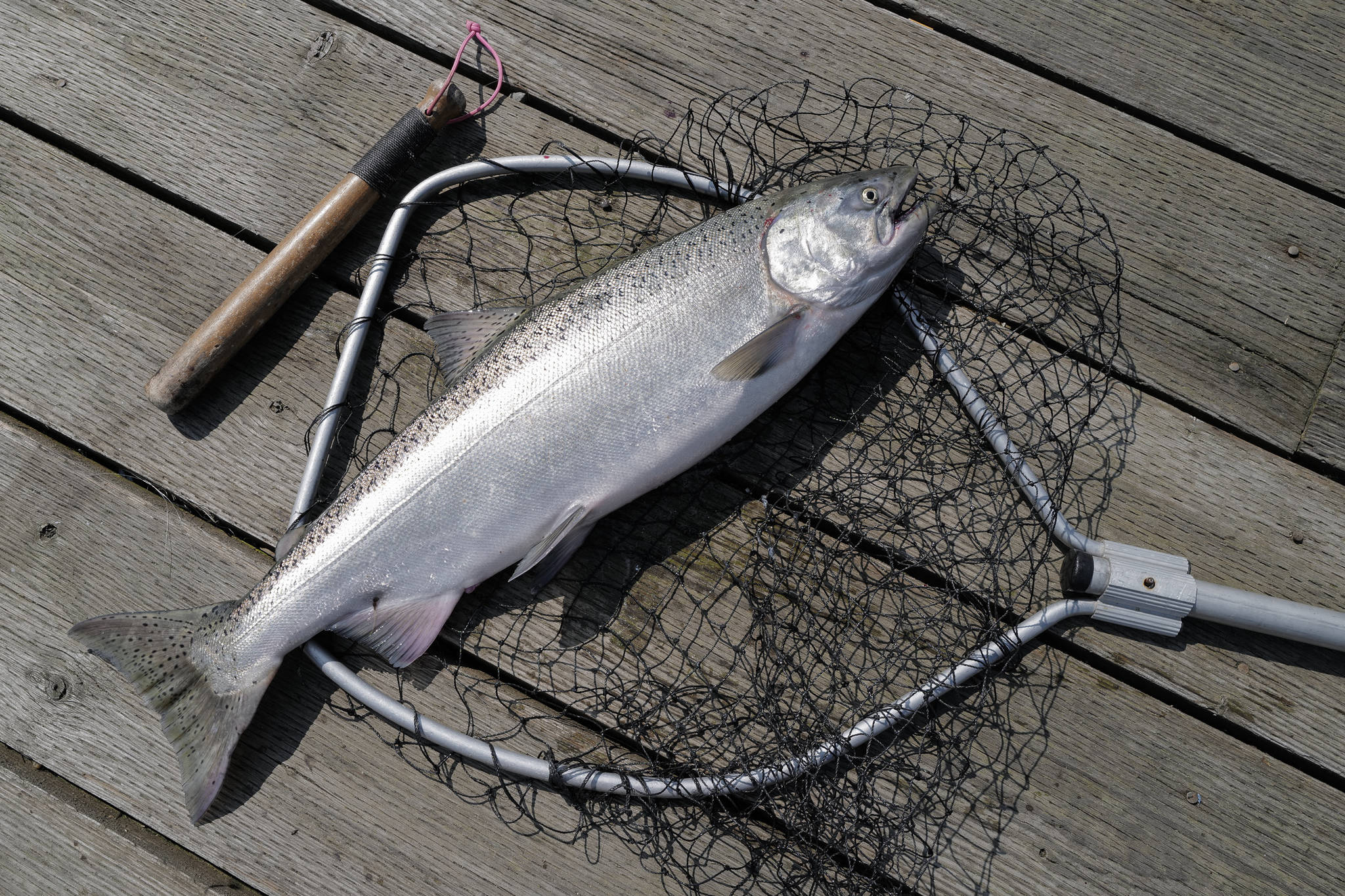 A freshly caught king salmon at the Wayside Park on Channel Drive in June 2019. An informational salmon event is planned for Thursday. (Michael Penn | Juneau Empire File)