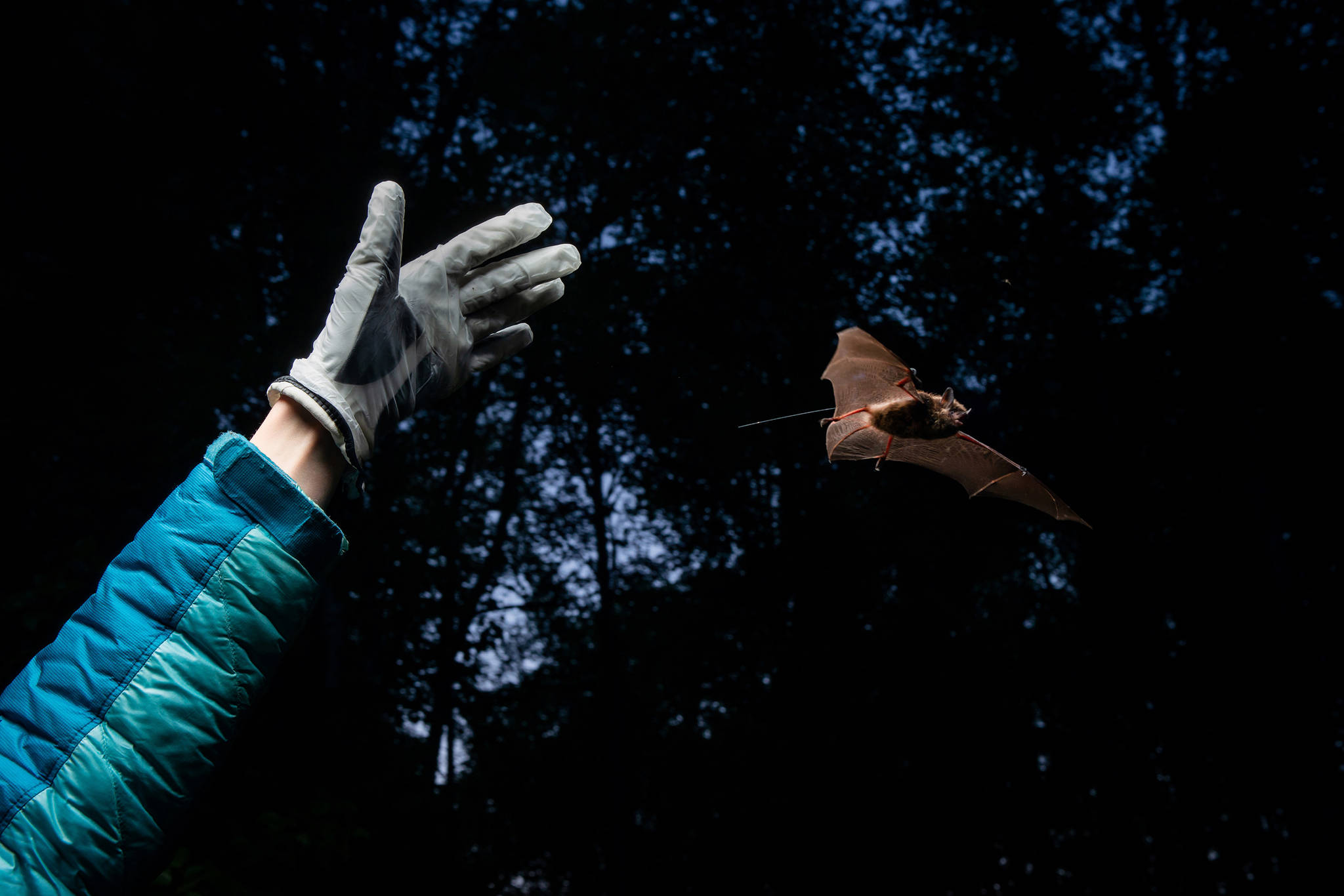 On Joint Base Elmendorf-Richardson in 2018, biologist Jesika Reimer releases a little brown bat with a radio transmitter on its back. (Courtesy Photo | James Evans, University of Alaska Anchorage)