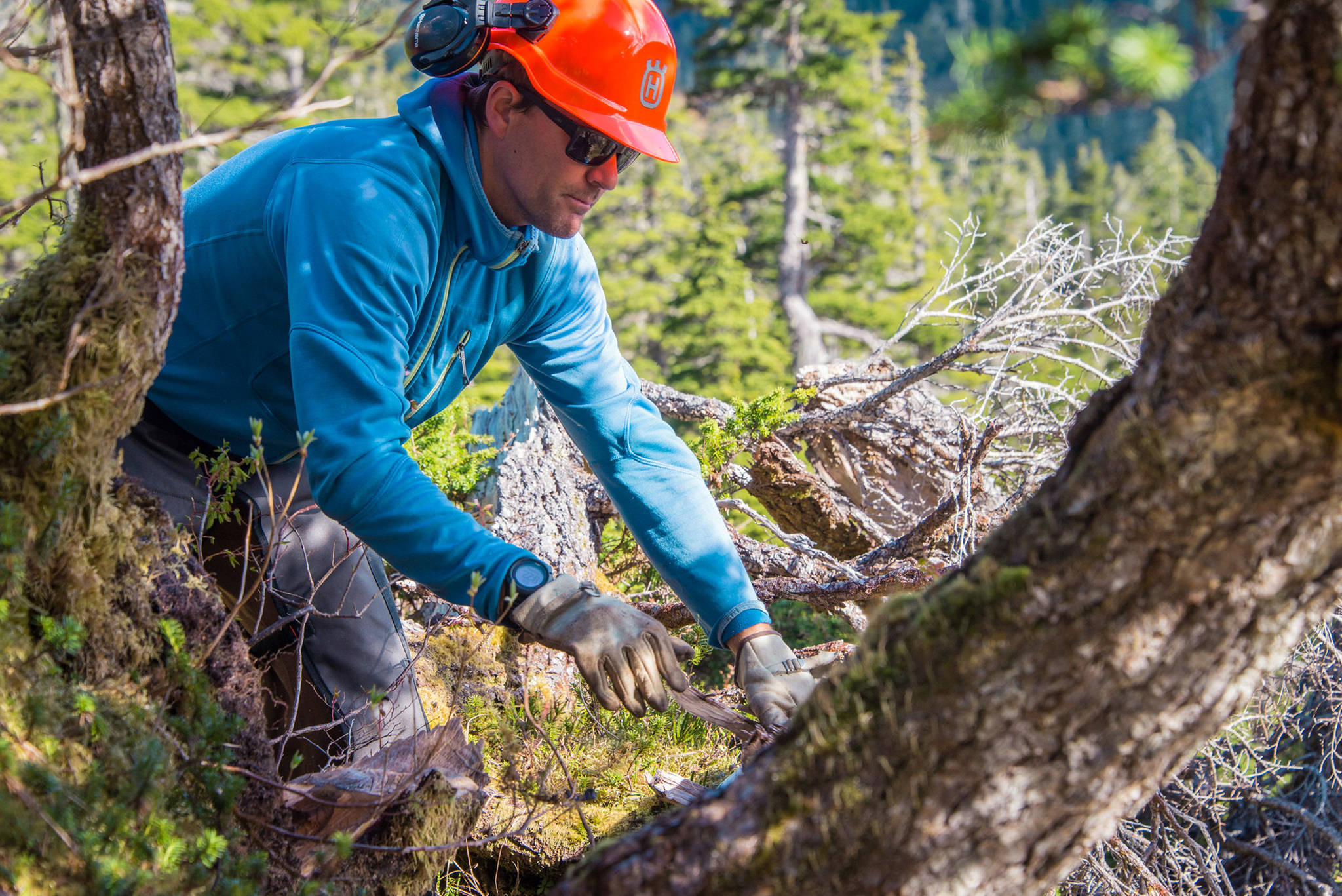 U.S. Geological Survey Physical Scientist Erich Peitzsch looks at dead trees near Eaglecrest Ski Area on May 31, 2018. Peitzsch is one of the researchers chronicling past avalanches at seven different paths around Juneau. (Courtesy Photo | Molly Tankersley)