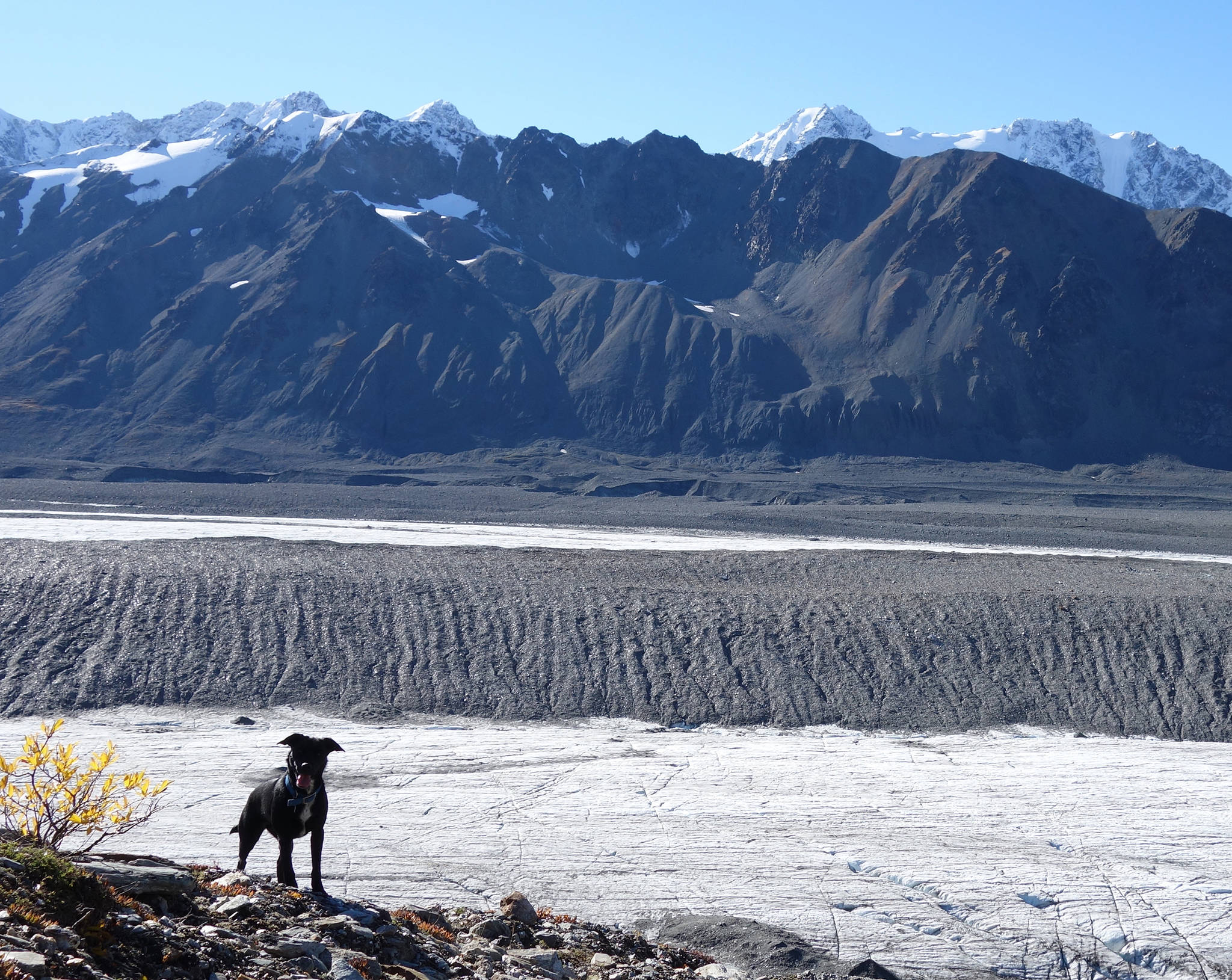 Canwell Glacier in the Alaska Range is one of many Alaska glaciers covered in large part by rocks, which can insulate the ice from warm air. (Courtesy Photo | Ned Rozell)