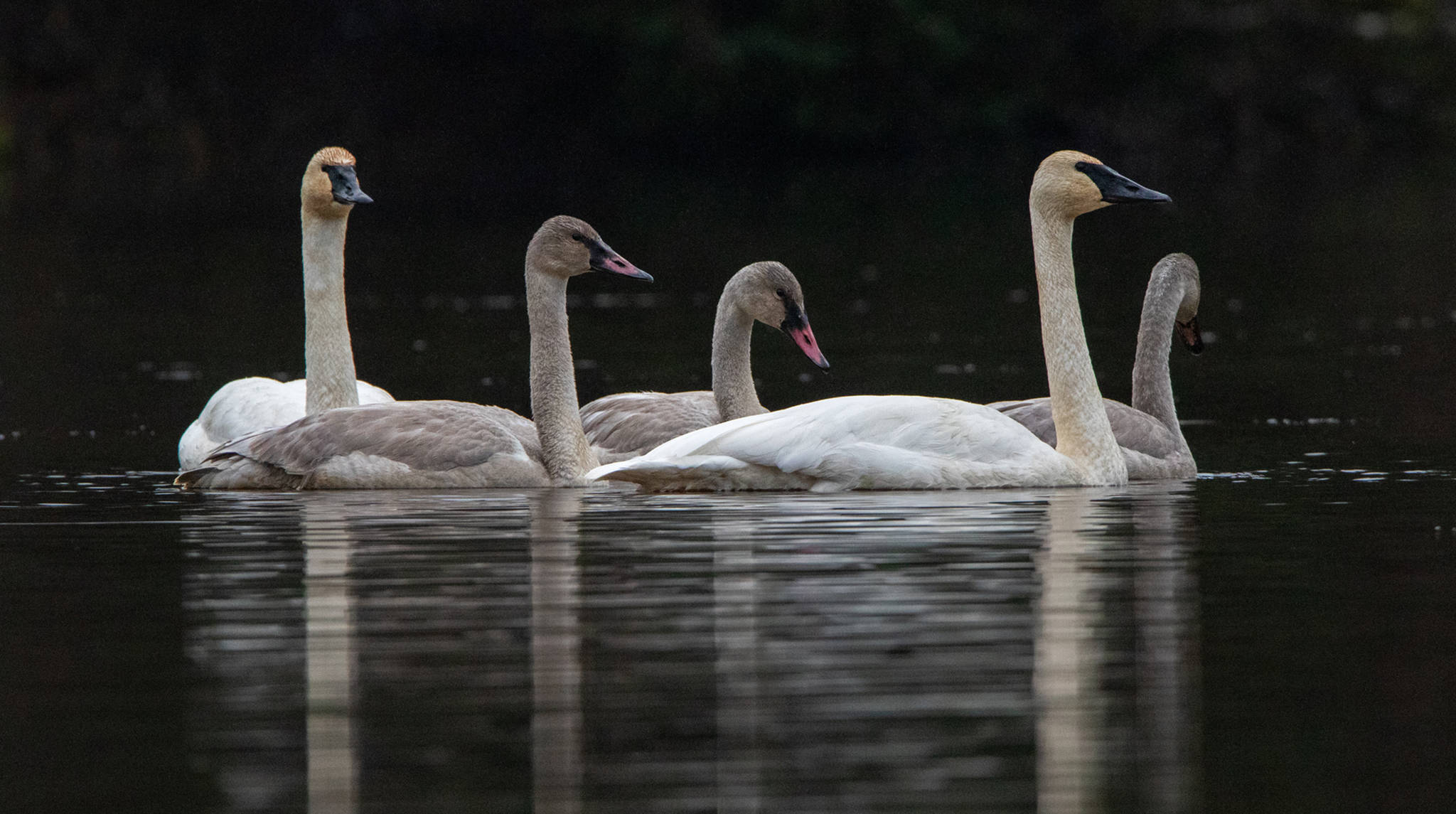A swan family on Moose Lake. (Courtesy Photo | Jos Bakker)