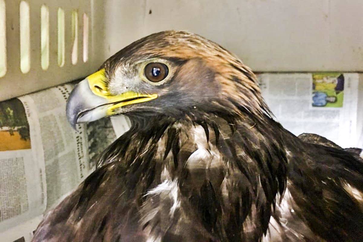 A juvenile male golden eagle was rescued off of Egan Drive by the Juneau Raptor Center after being struck by a car Tuesday, Nov. 19, 2019. (Courtesy Photo | Kathy Benner)
