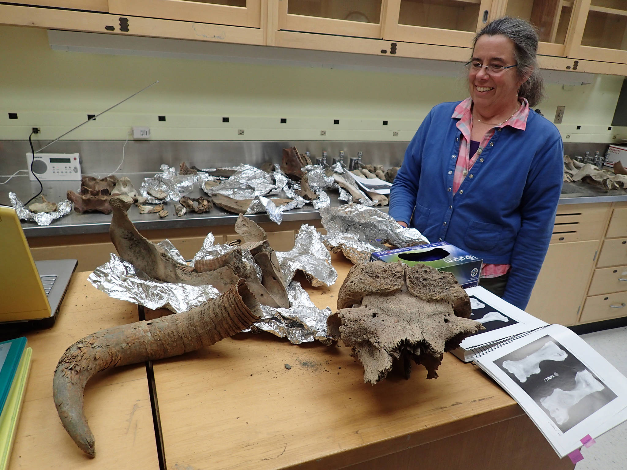 Pam Groves of the University of Alaska Fairbanks looks at bones of ancient creatures she has gathered over the years from northern rivers. The remains here include musk oxen, steppe bison and mammoth. (Courtesy Photo | Ned Rozell)