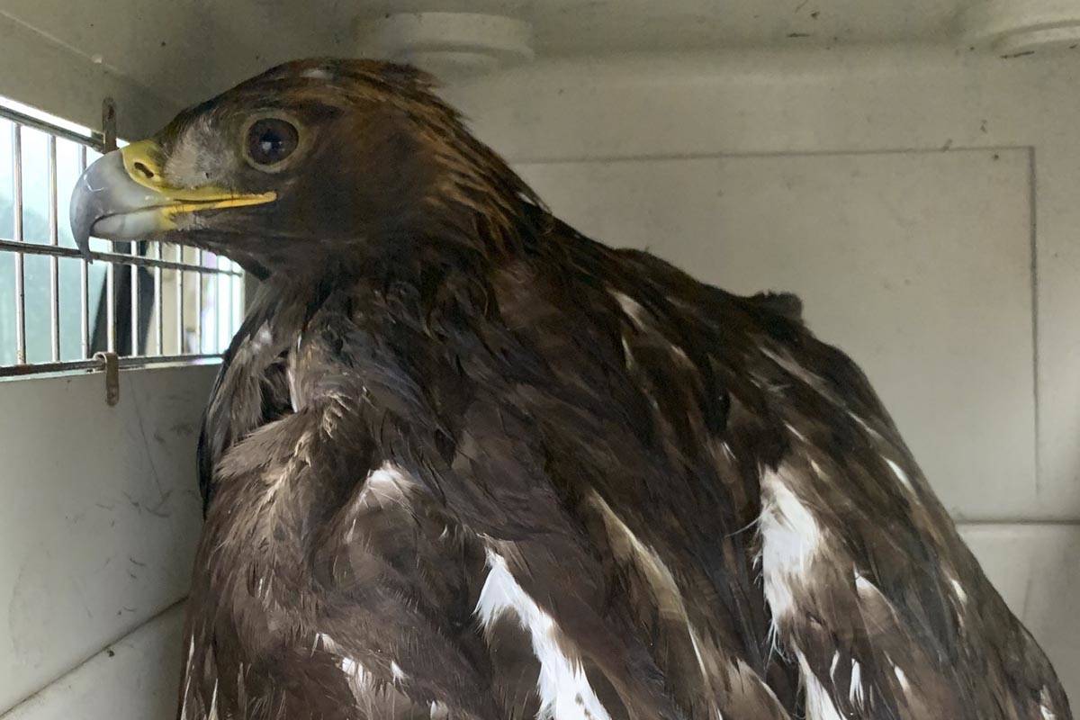 A juvenile male golden eagle was rescued off of Egan Drive and sent to the Alaska Raptor Center in Sitka after being struck by a car Nov. 19, 2019. (Courtesy Photo | Juneau Police Department)