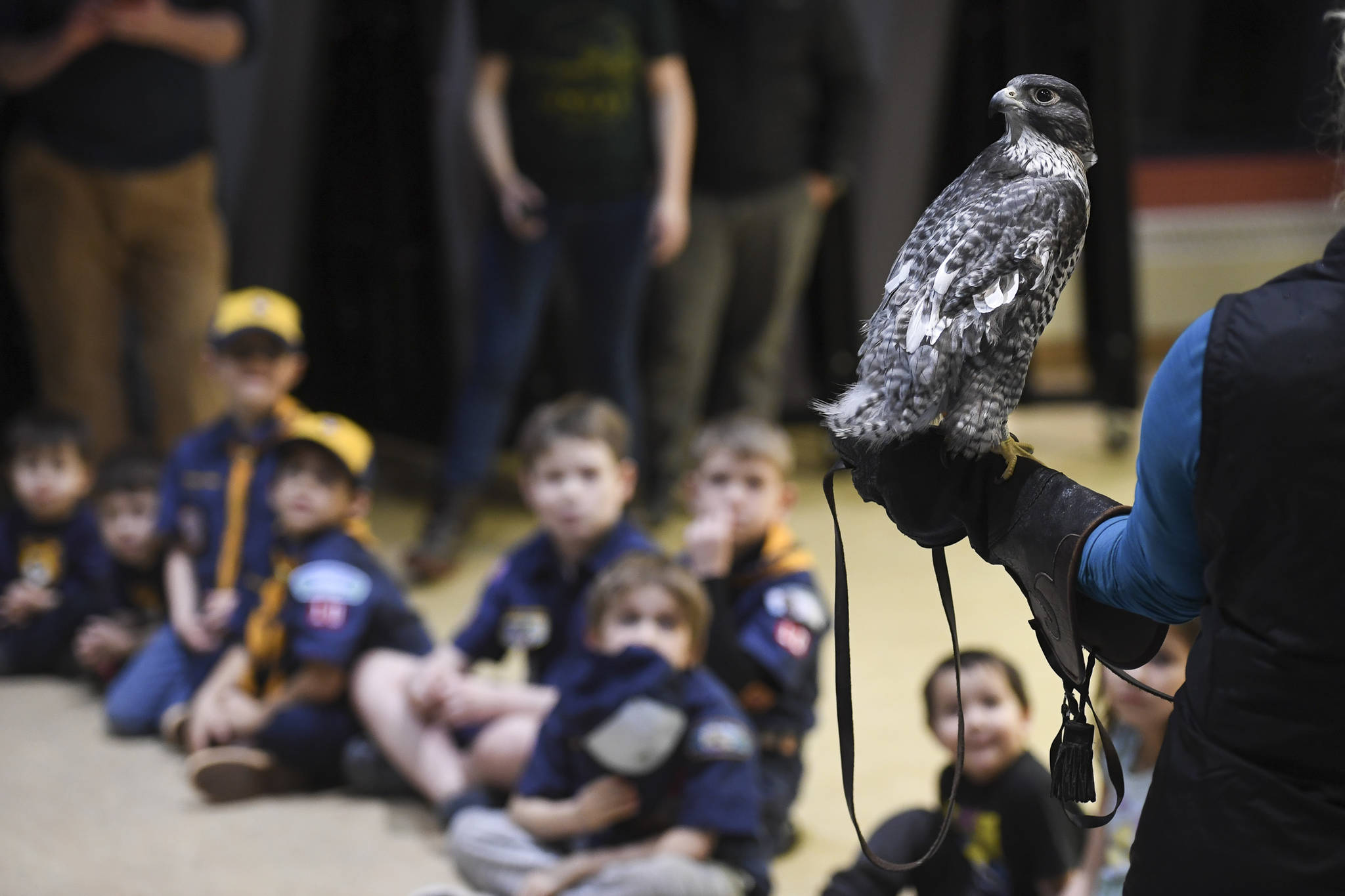 Juneau Raptor Center manager Kathy Benner displays Phil, a gyrfalcon, during a cub scout pack meeting at Harborview Elementary School on Friday, Nov. 22, 2019. (Michael Penn | Juneau Empire)