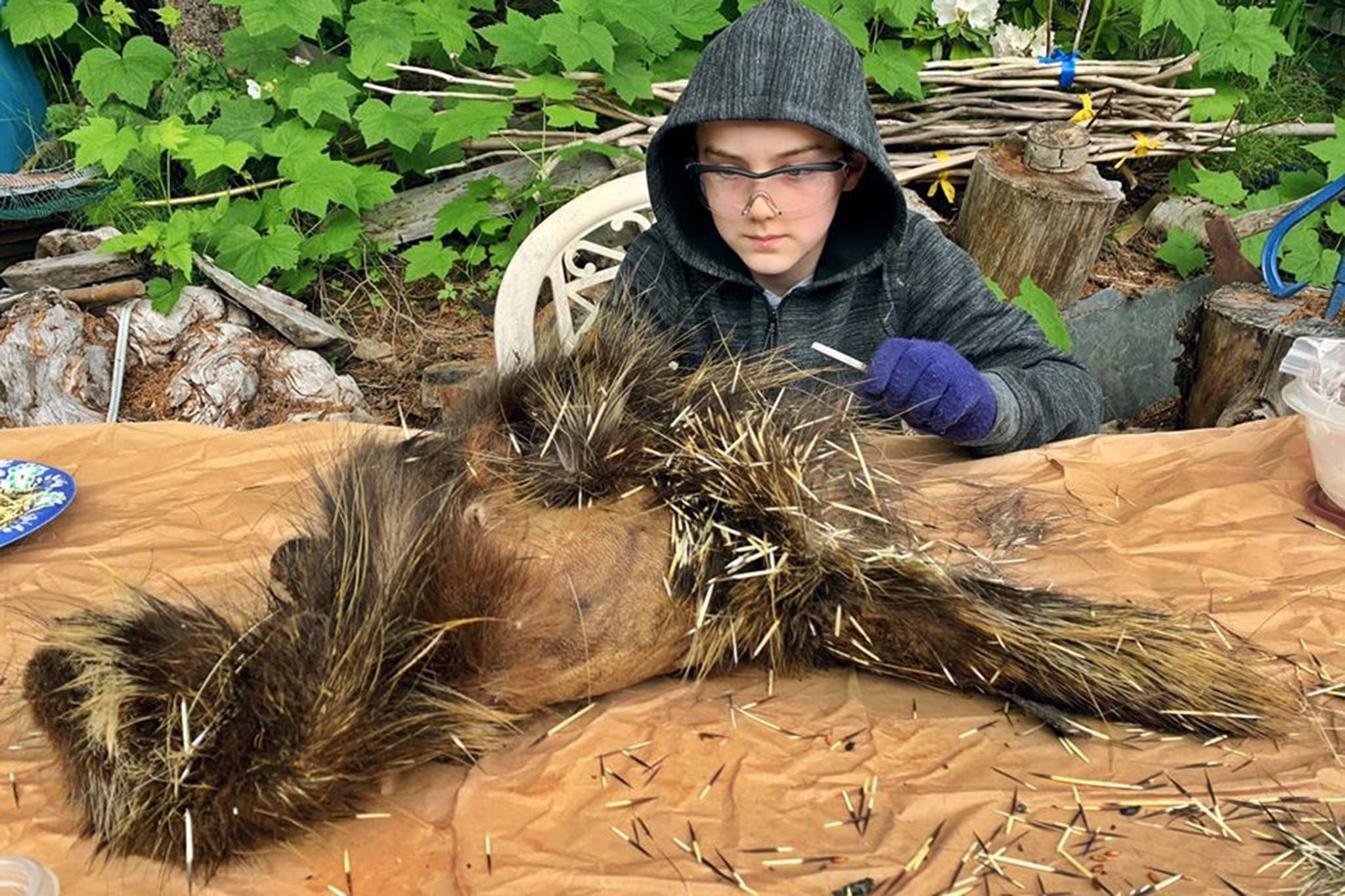 Jackson Pearson learns to harvest porcupine quills in Wrangell. (Vivian Faith Prescott | For the Capital City Weekly)