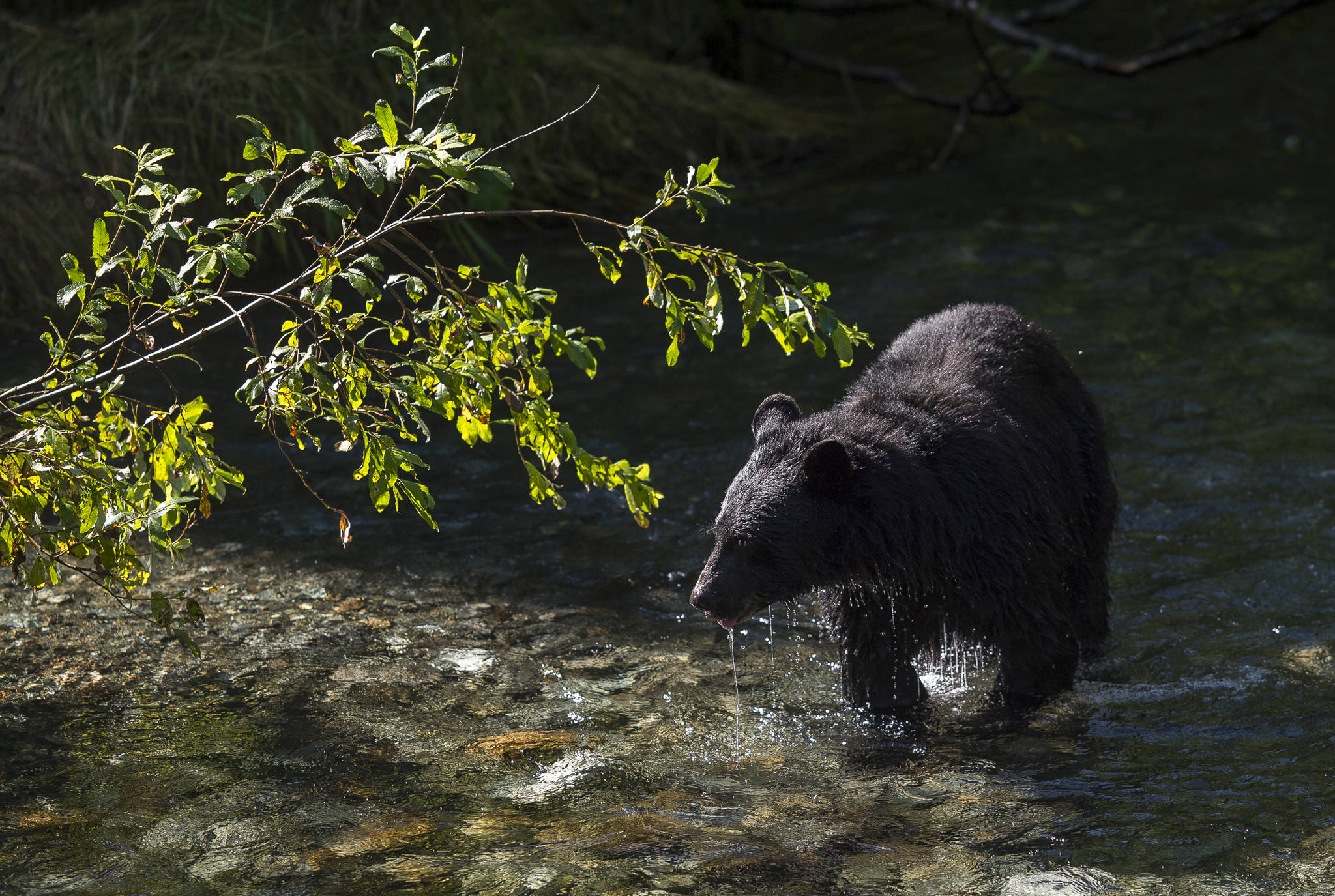 A black bear drips water after an unsuccessful chase of sockeye salmon in Steep Creek at the Mendenhall Glacier Visitor Center in September 2018. (Michael Penn | Juneau Empire File)