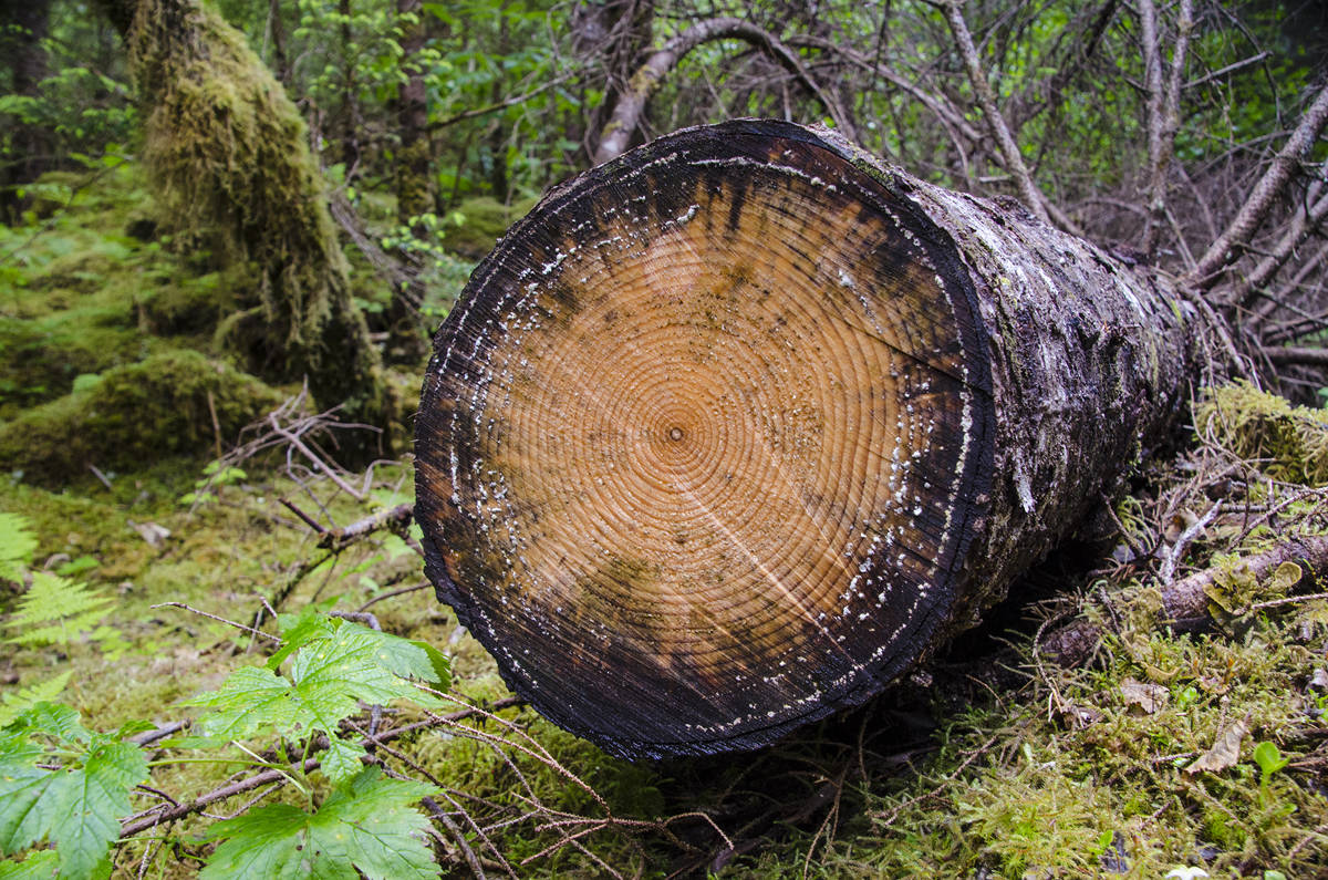 A downed spruce tree sits near the East Glacier Trail at the Mendenhall Glacier Recreation Area. (Michael Penn | Juneau Empire File)