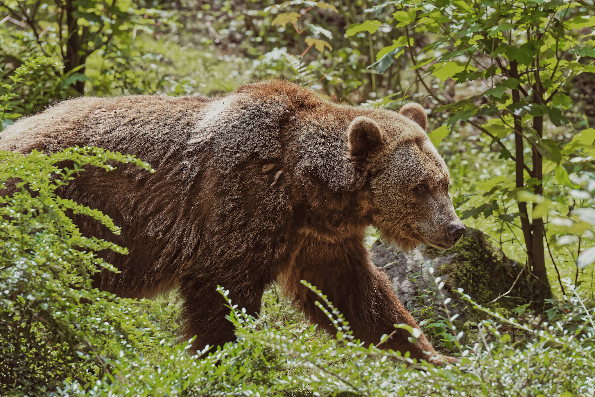 Opinion: Tongass Roadless Rule reversal threatens brown bear populations