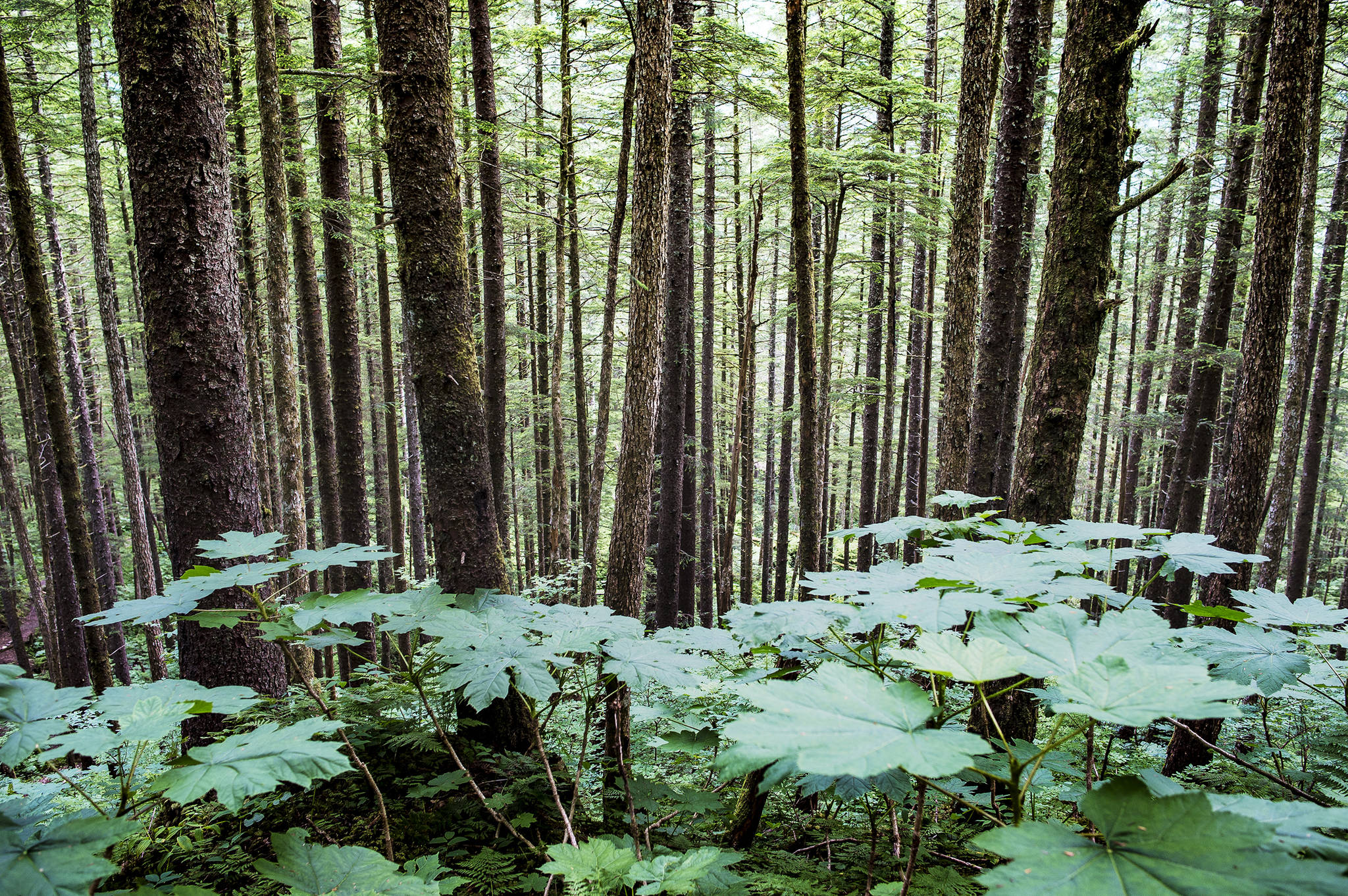 The Tongass National Forest is the largest national forest in the United States at 17 million acres. (Michael Penn | Juneau Empire File)